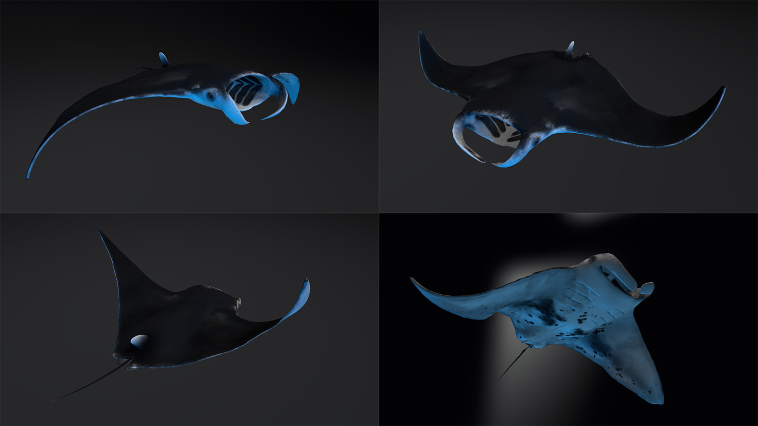 مدل سه بعدی جانوران دریایی انیمیت شده - 2
