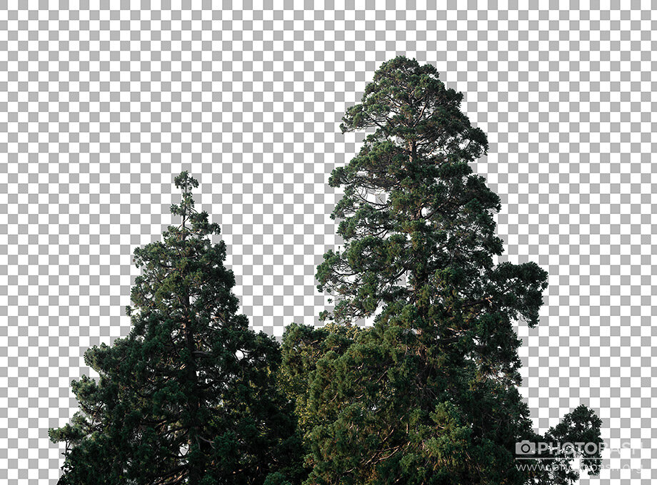 تصاویر رفرنس از درختان مخروطی