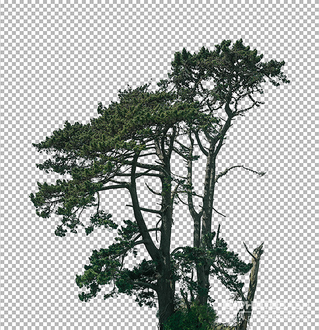 تصاویر رفرنس درختان مخروطی - 4
