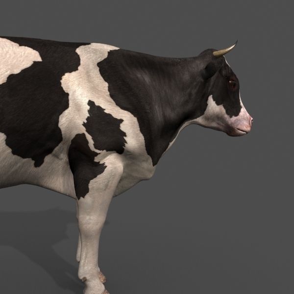 مدل سه بعدی گاو انیمیت شده - 8
