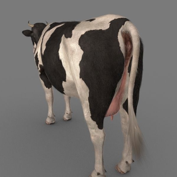 مدل سه بعدی گاو انیمیت شده - 10