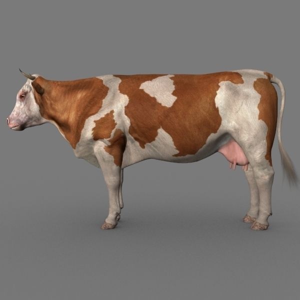 مدل سه بعدی گاو انیمیت شده - 16