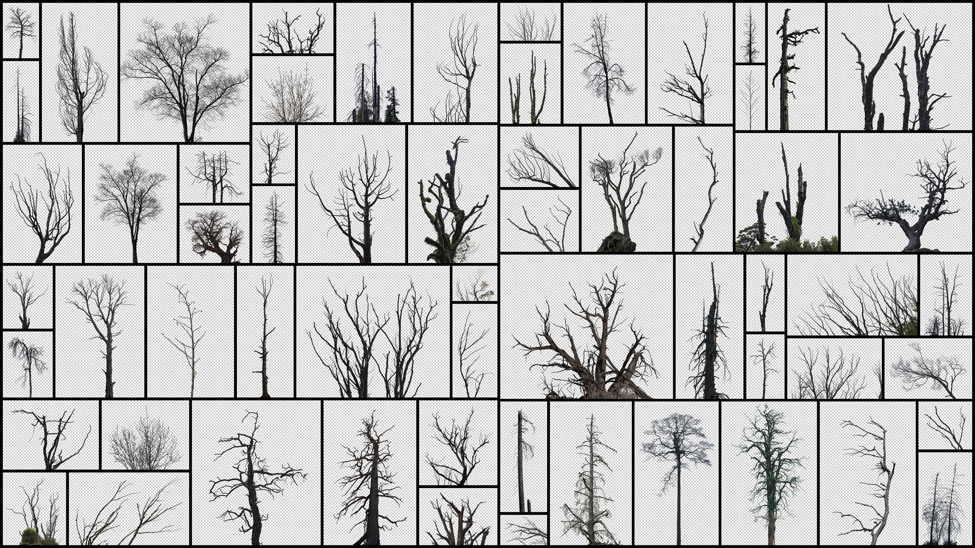 تصاویر رفرنس درختان مرده - 10