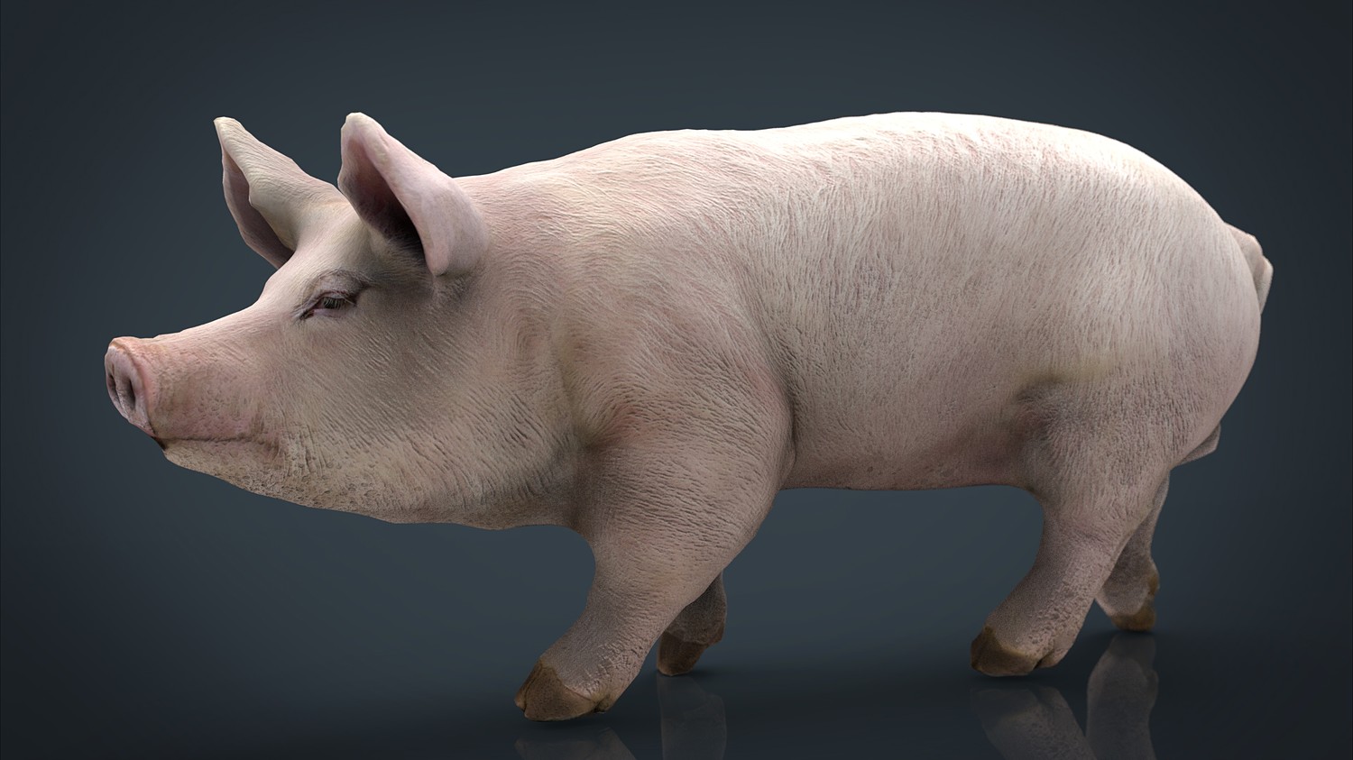 مدل سه بعدی حیوانات مزرعه - 16
