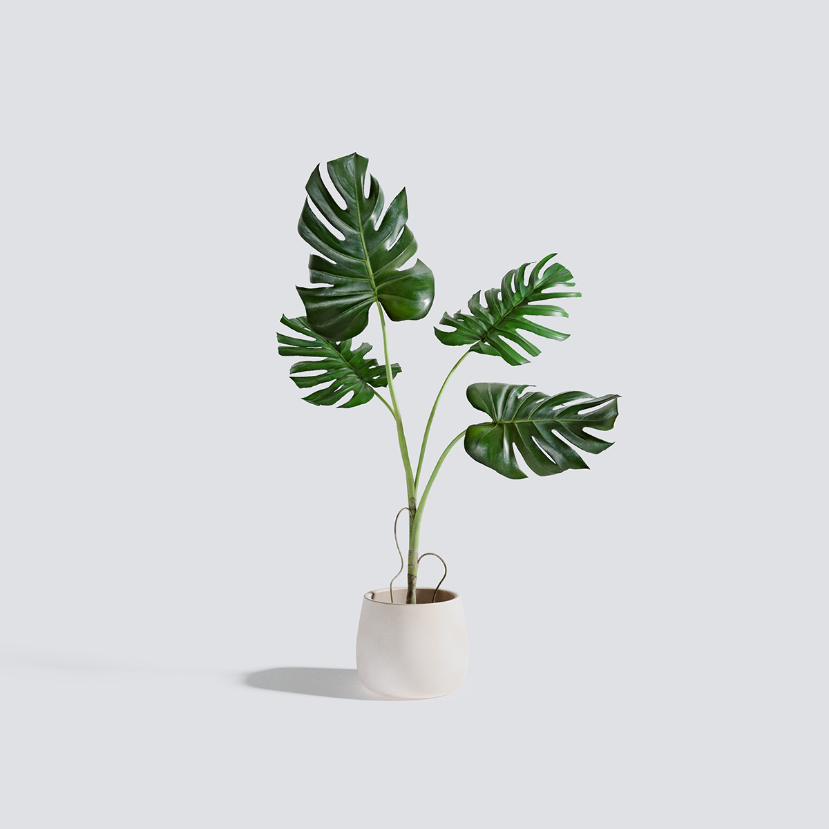 مدل سه بعدی گل و گیاهان آپارتمانی - 19