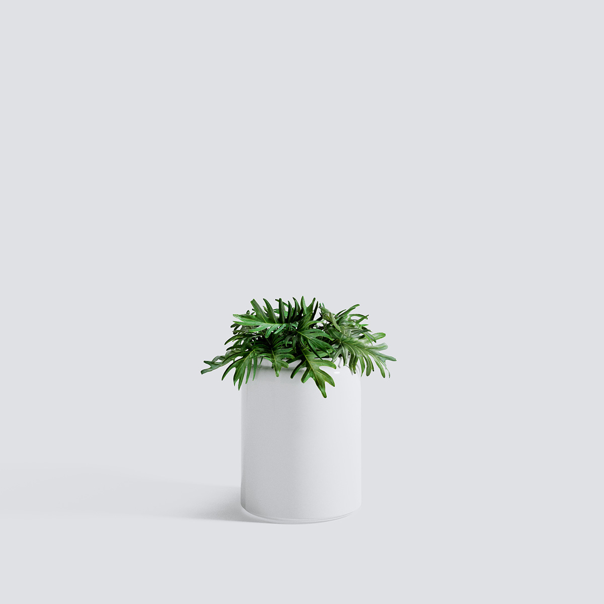مدل سه بعدی گل و گیاهان آپارتمانی - 21
