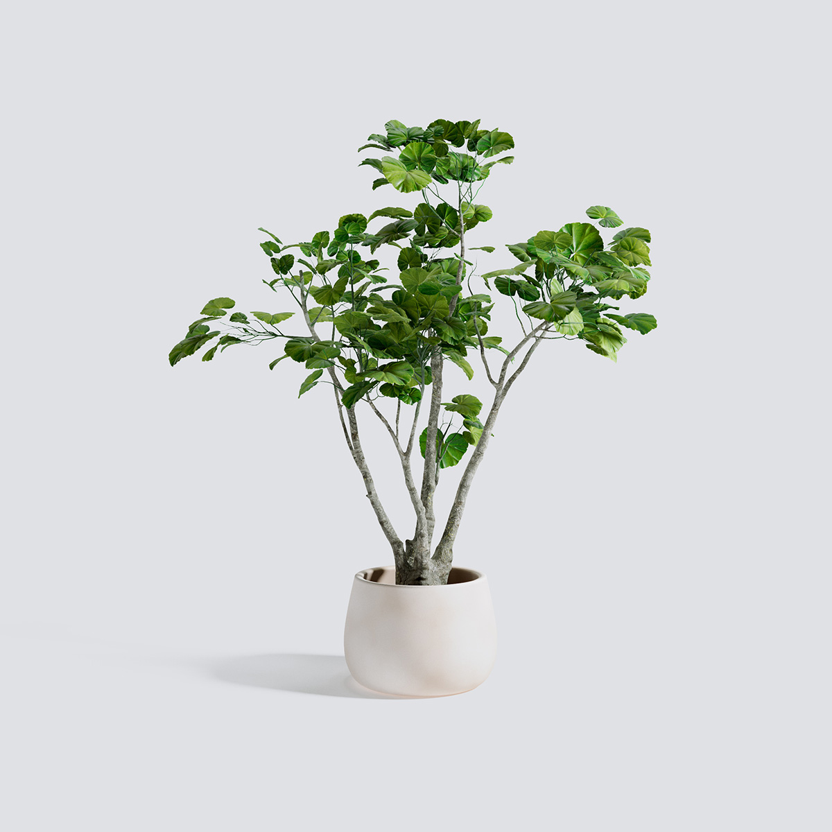 مدل سه بعدی گل و گیاهان آپارتمانی - 23