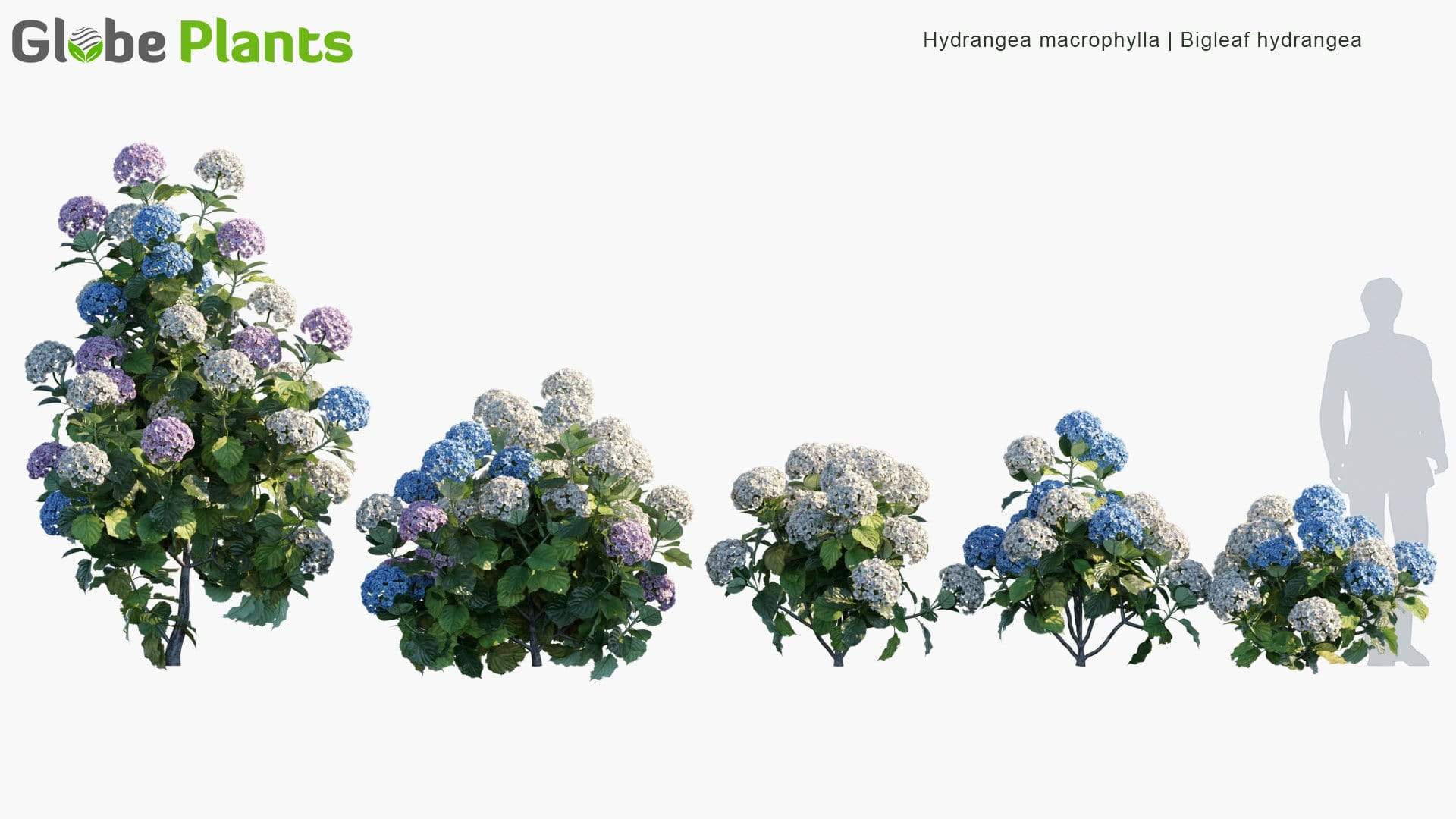 مدل سه بعدی گیاهان باغ