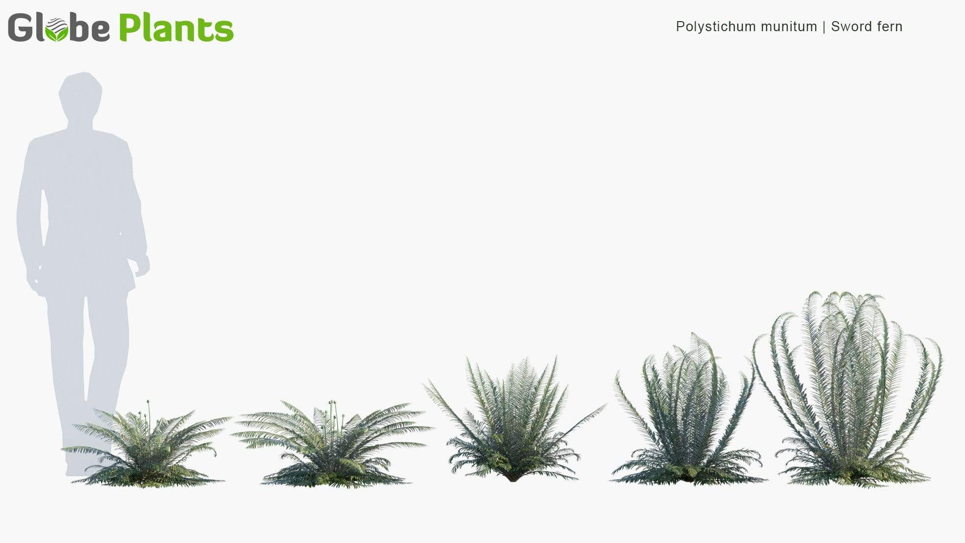 مدل سه بعدی گیاهان باغ - 6