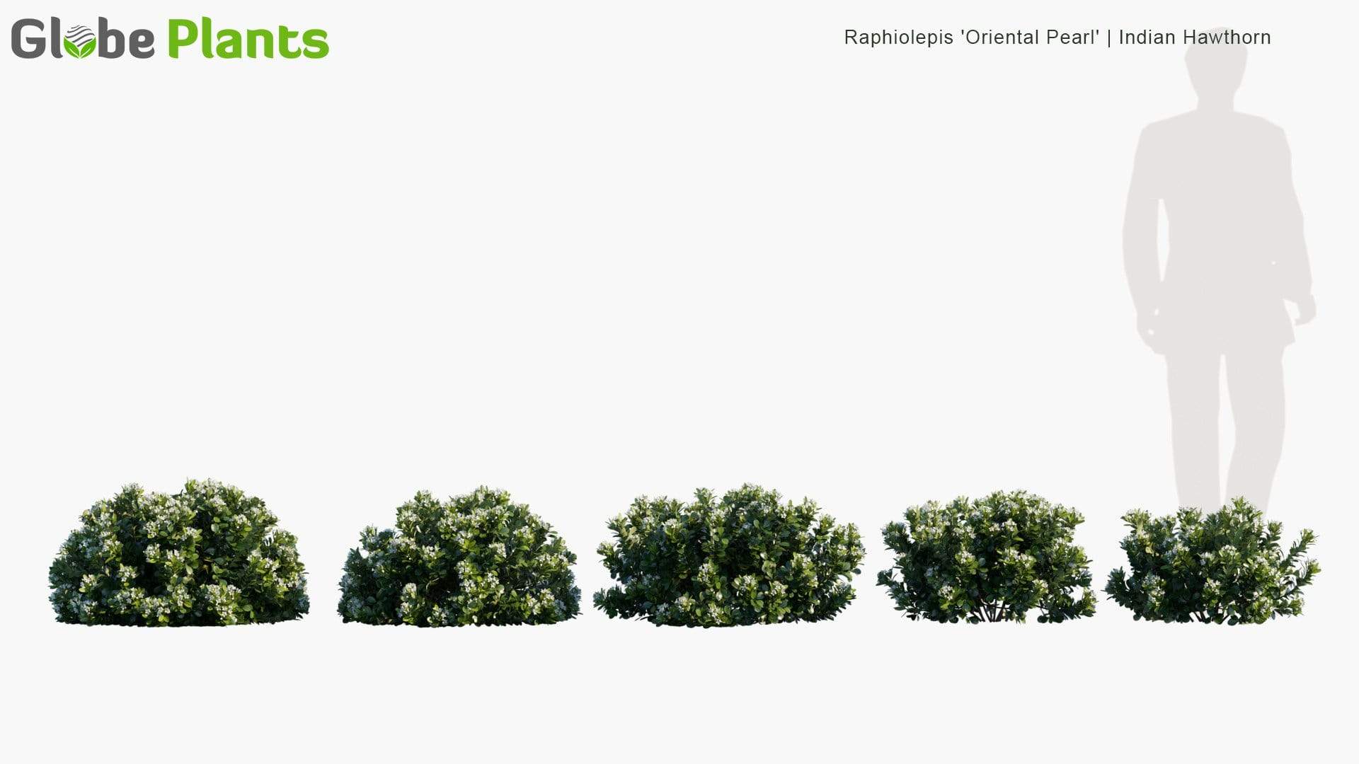 مدل سه بعدی گیاهان باغ - 8