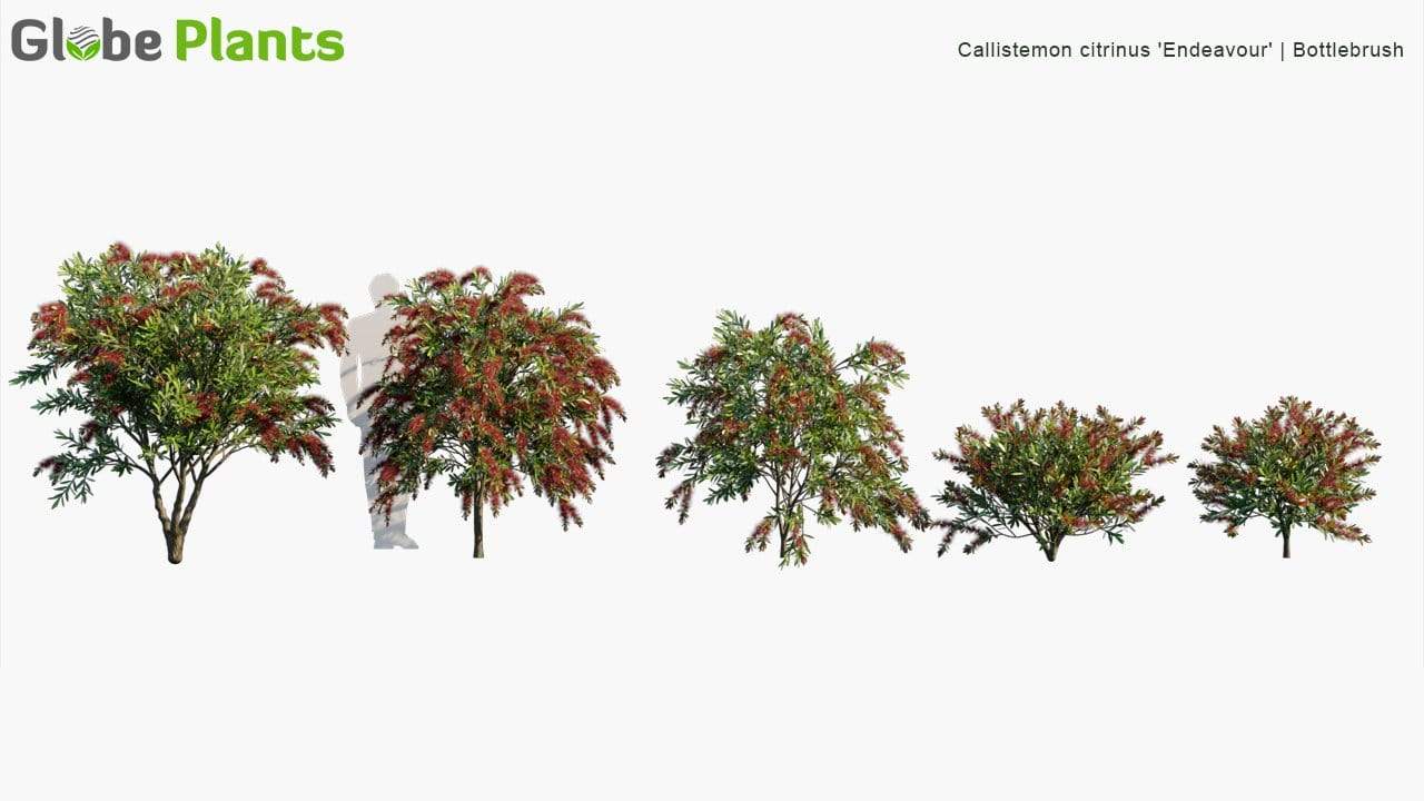 مدل سه بعدی گیاهان باغ - 12