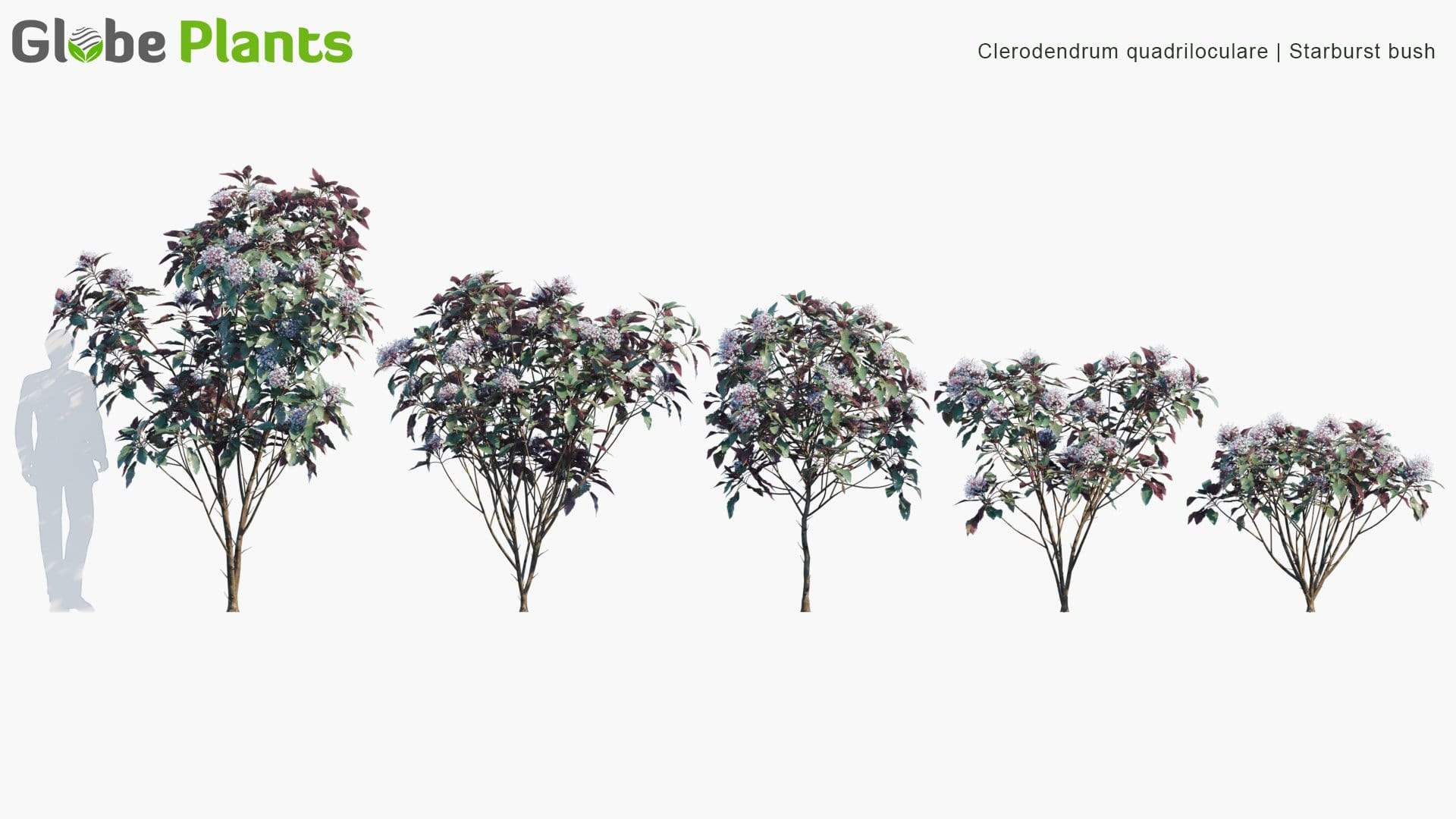 مدل سه بعدی گیاهان باغ - 16