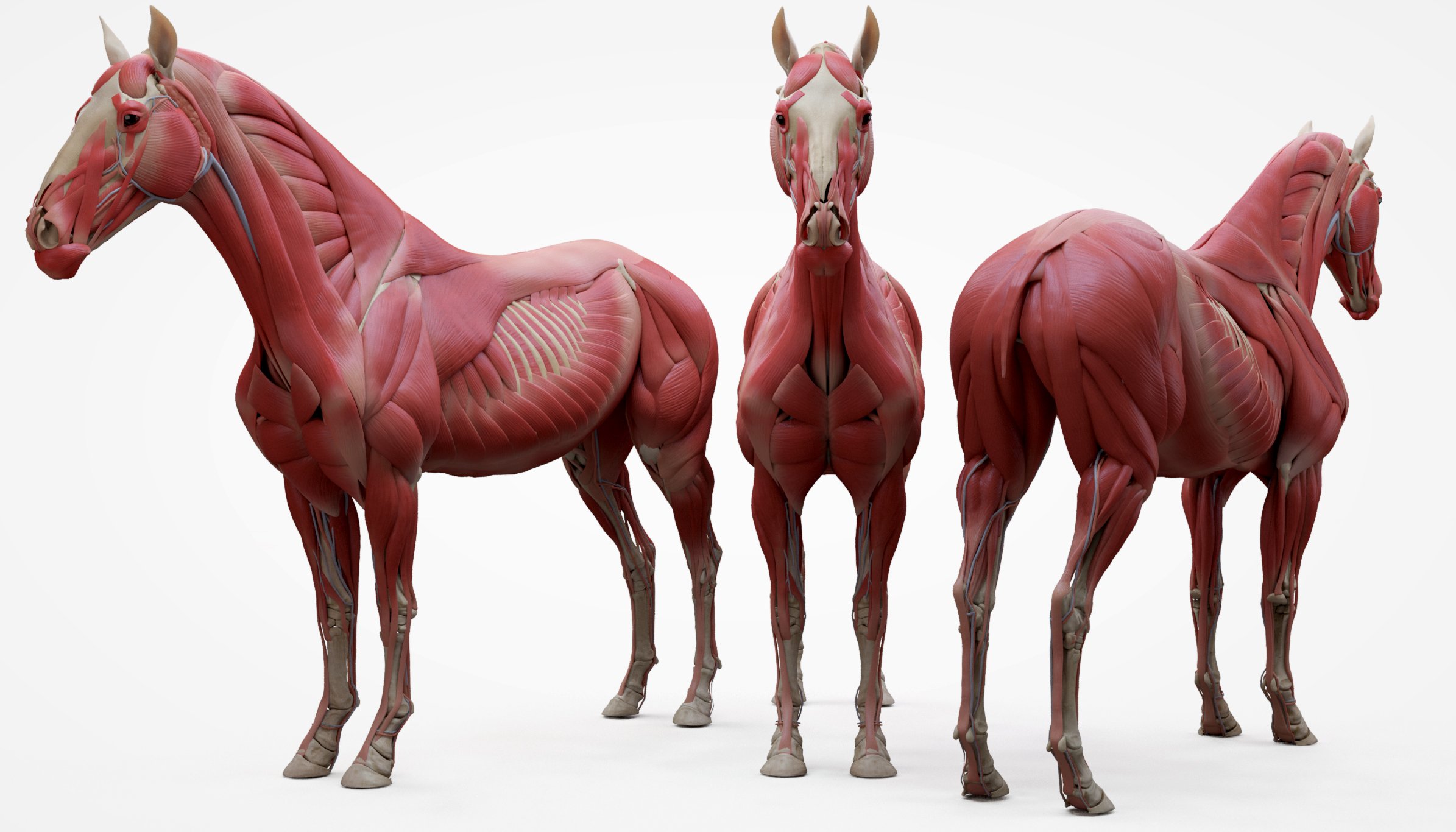 مدل سه بعدی اسب