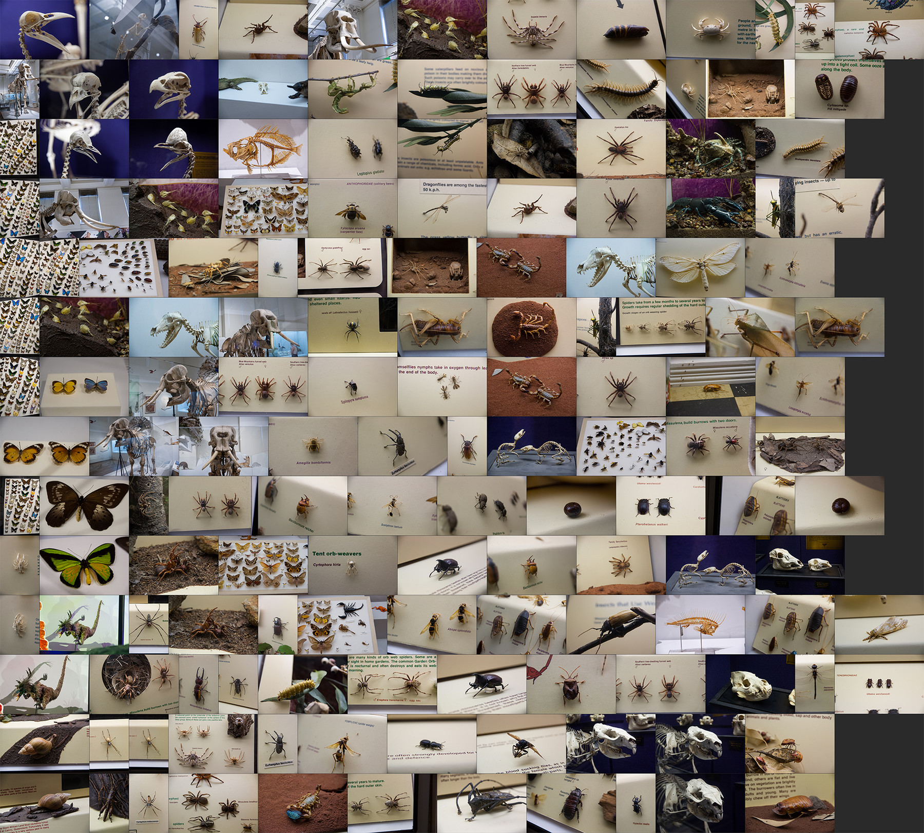 تصاویر رفرنس حشرات و استخوان های موزه - 16