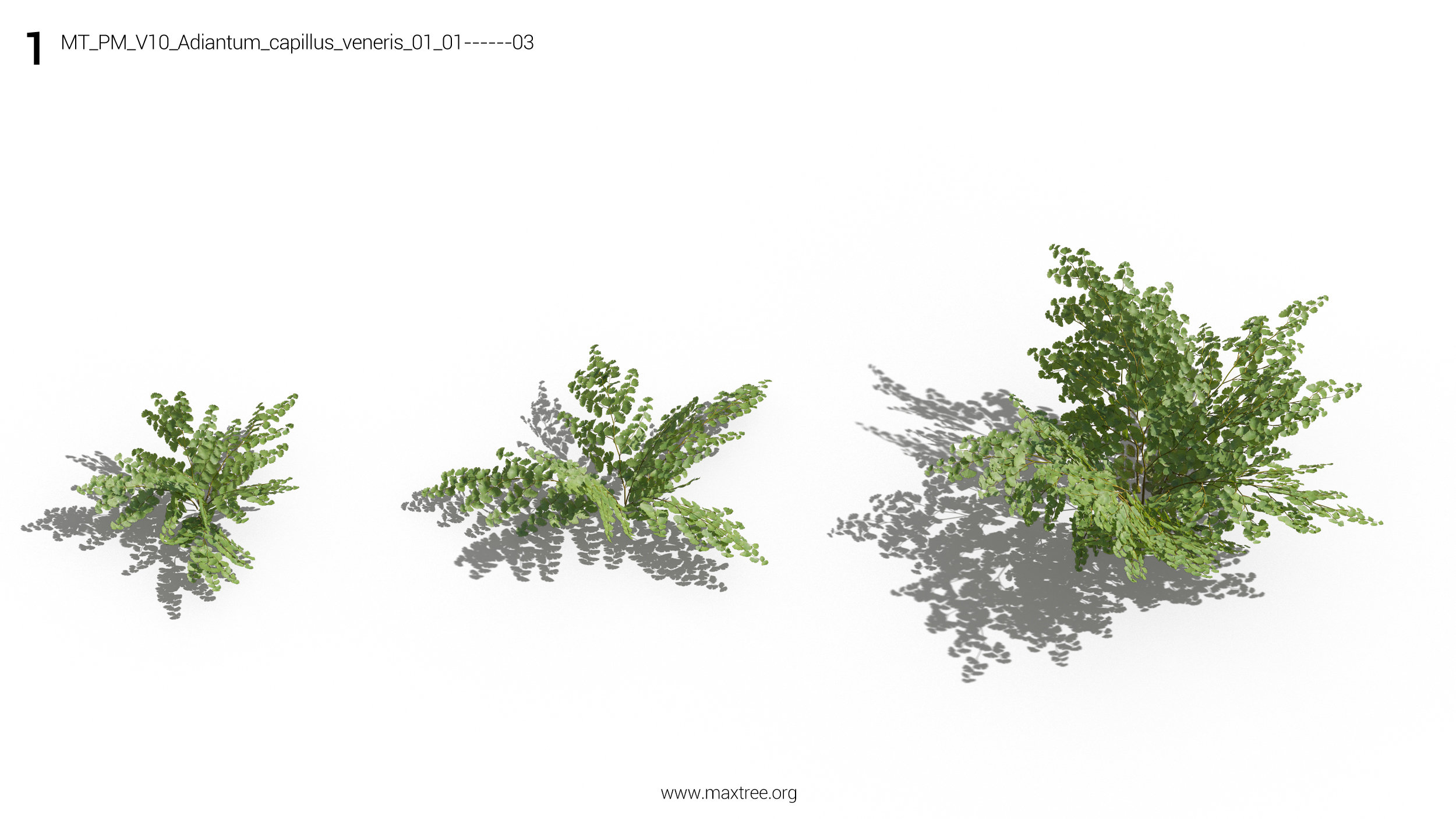مدل سه بعدی گل و گیاه زینتی