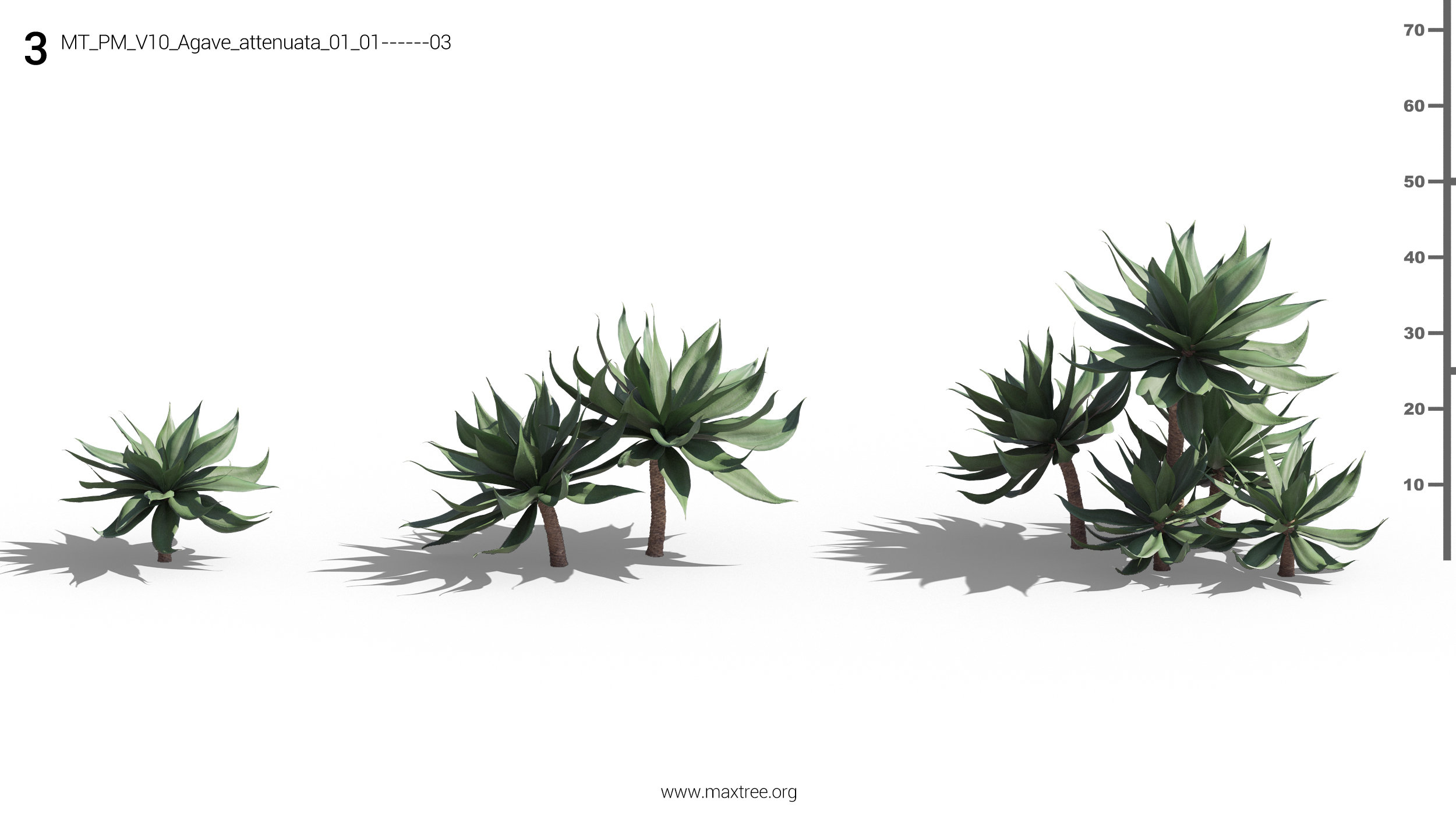 مدل سه بعدی گل و گیاه زینتی - 4