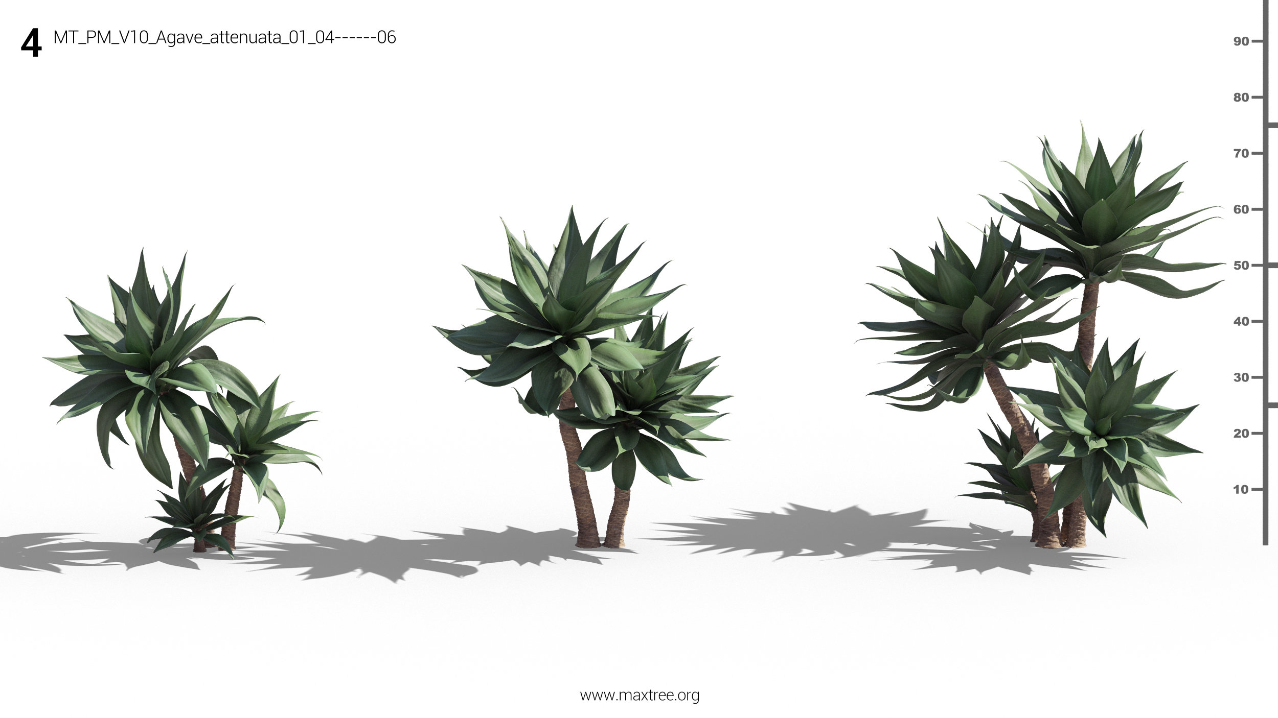 مدل سه بعدی گل و گیاه زینتی - 6