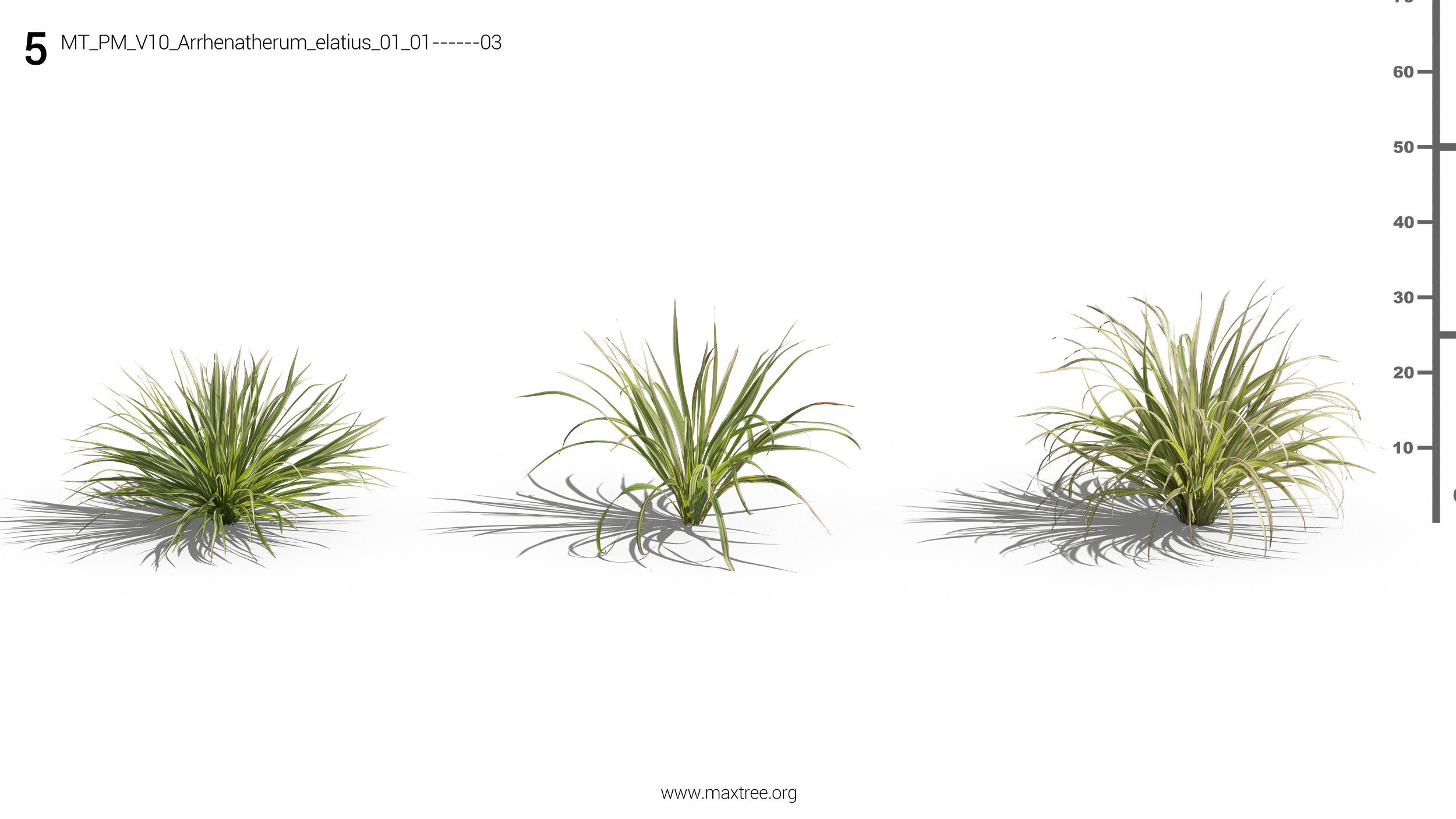 مدل سه بعدی گل و گیاه زینتی - 8