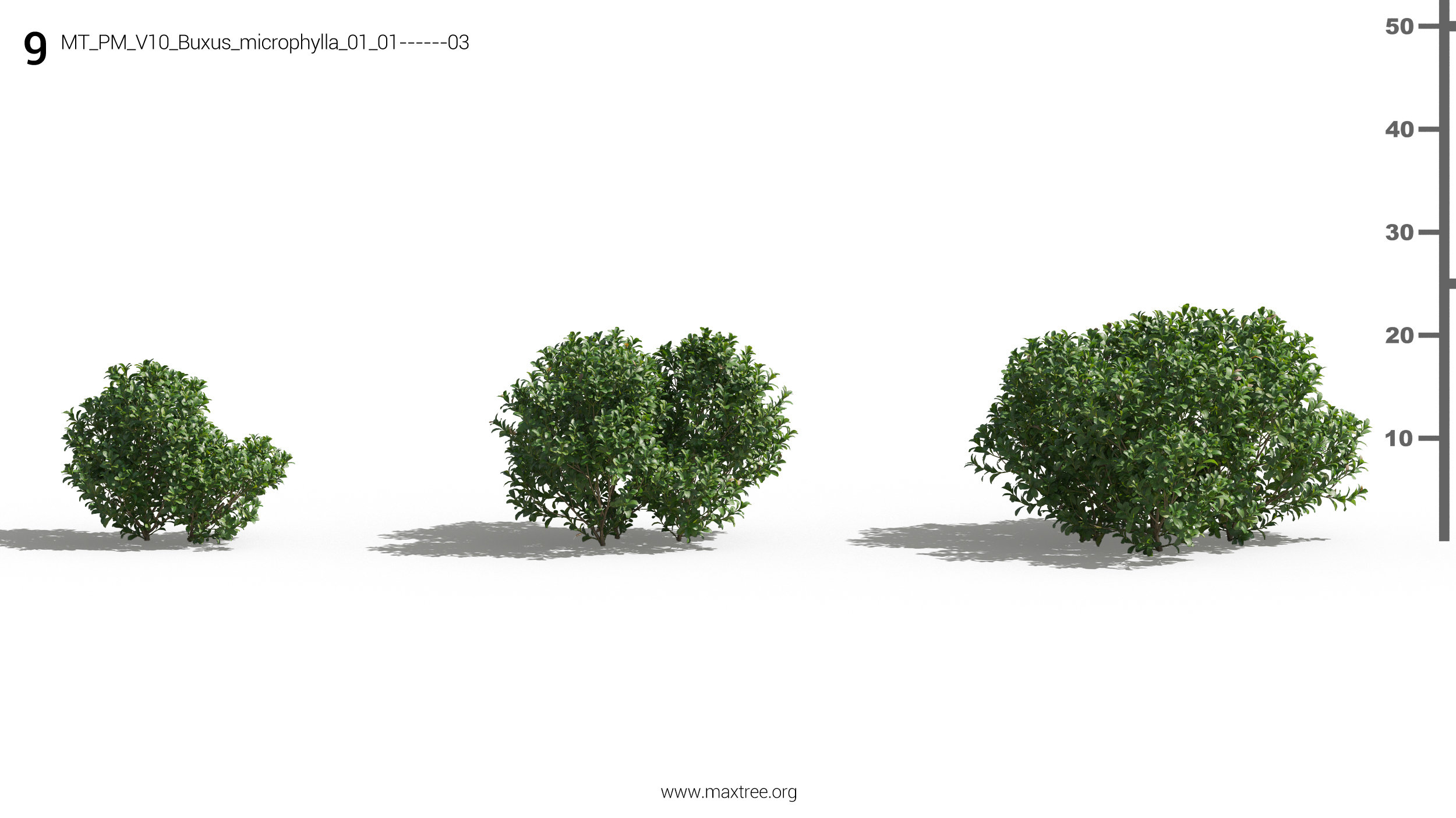 مدل سه بعدی گل و گیاه زینتی - 16