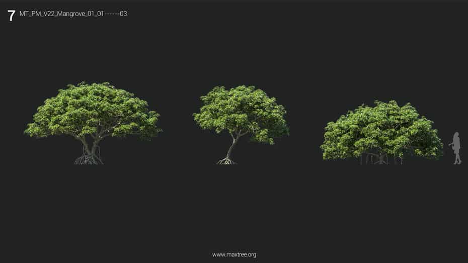 مجموعه مدل سه بعدی درخت - 11