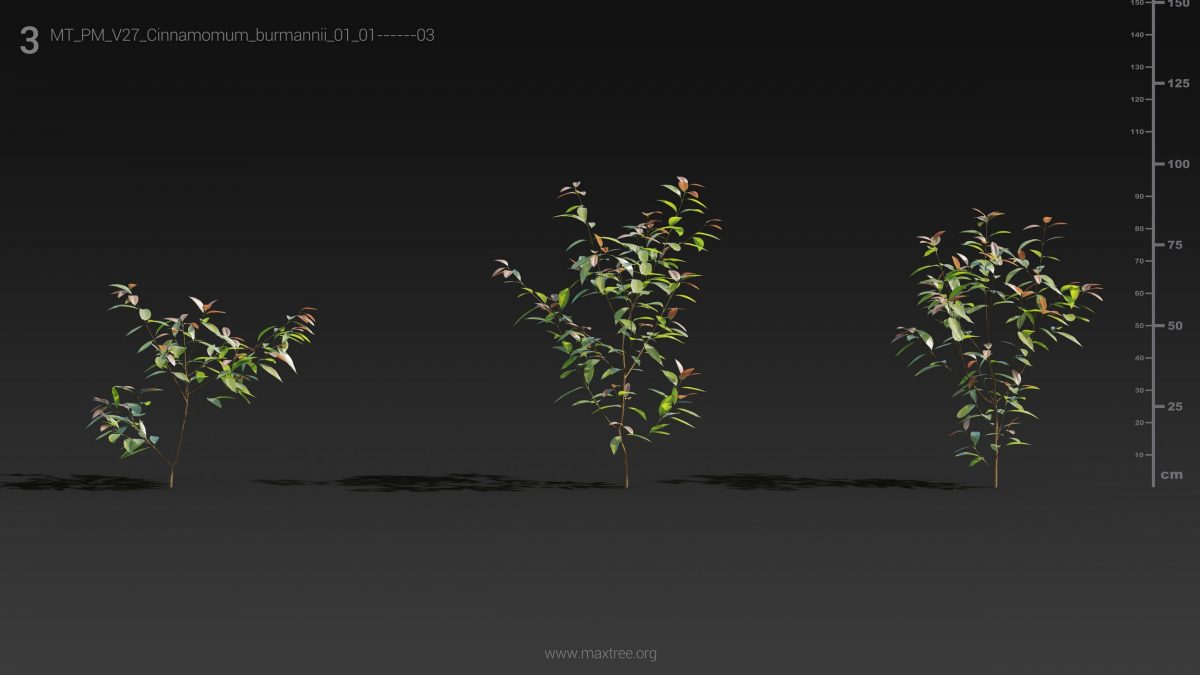 دانلود مدل سه بعدی درخت