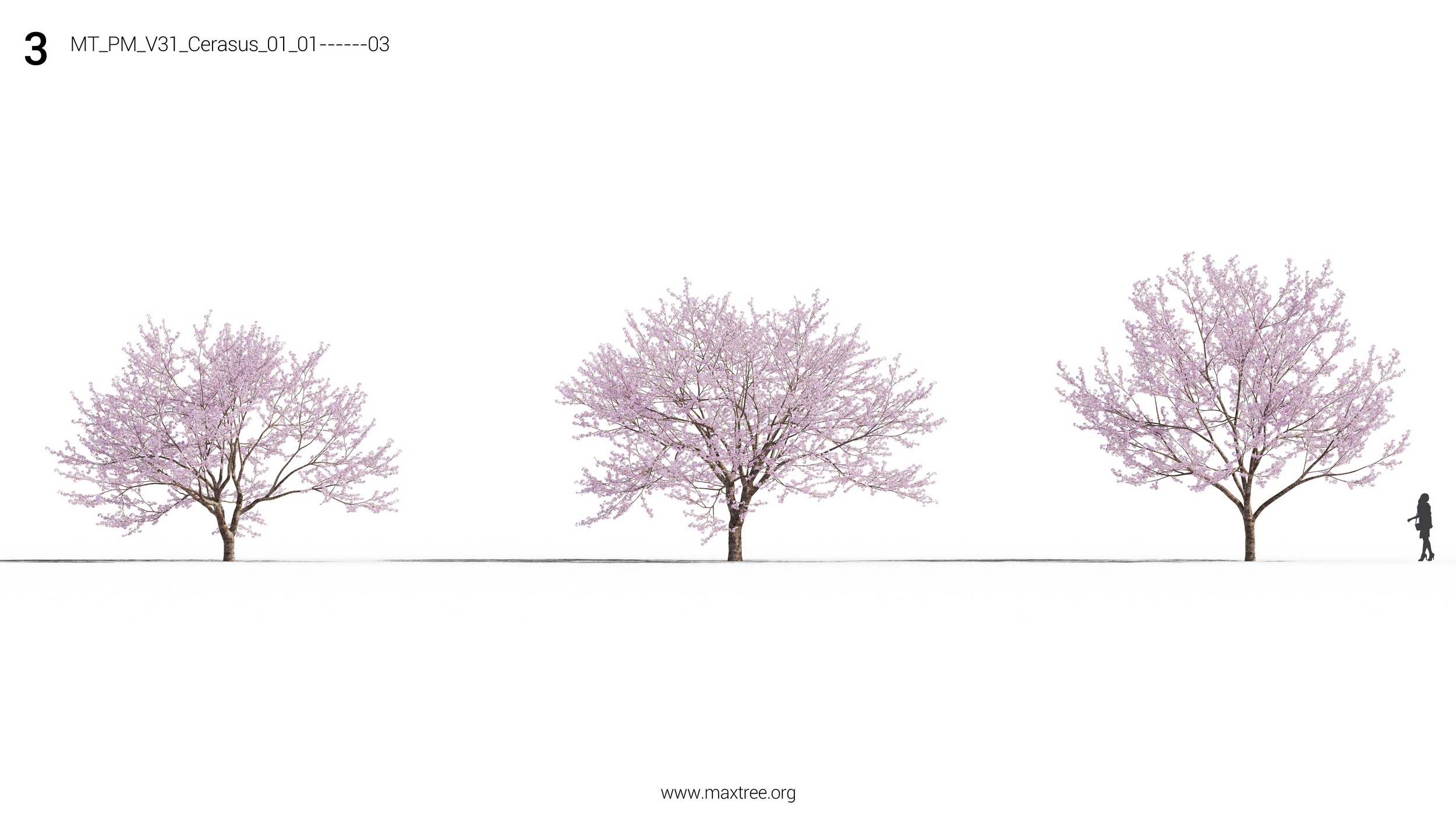دانلود مدل سه بعدی درخت و درختچه