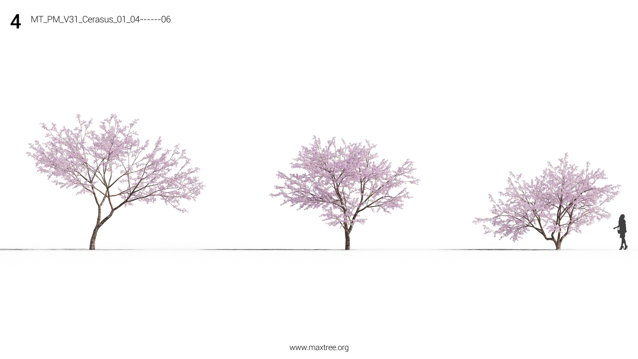 دانلود مدل سه بعدی درخت و درختچه - 5