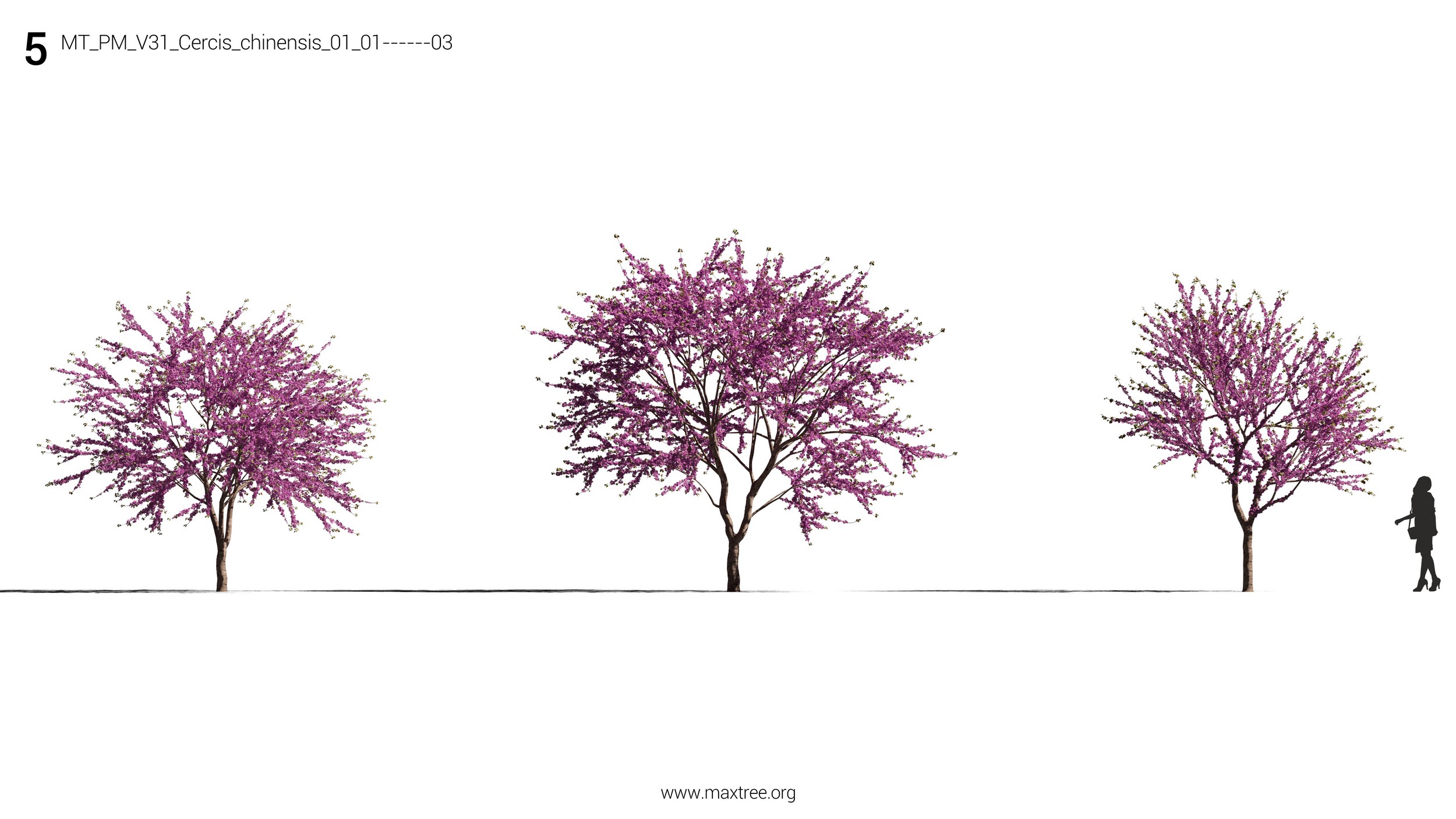 دانلود مدل سه بعدی درخت و درختچه - 7
