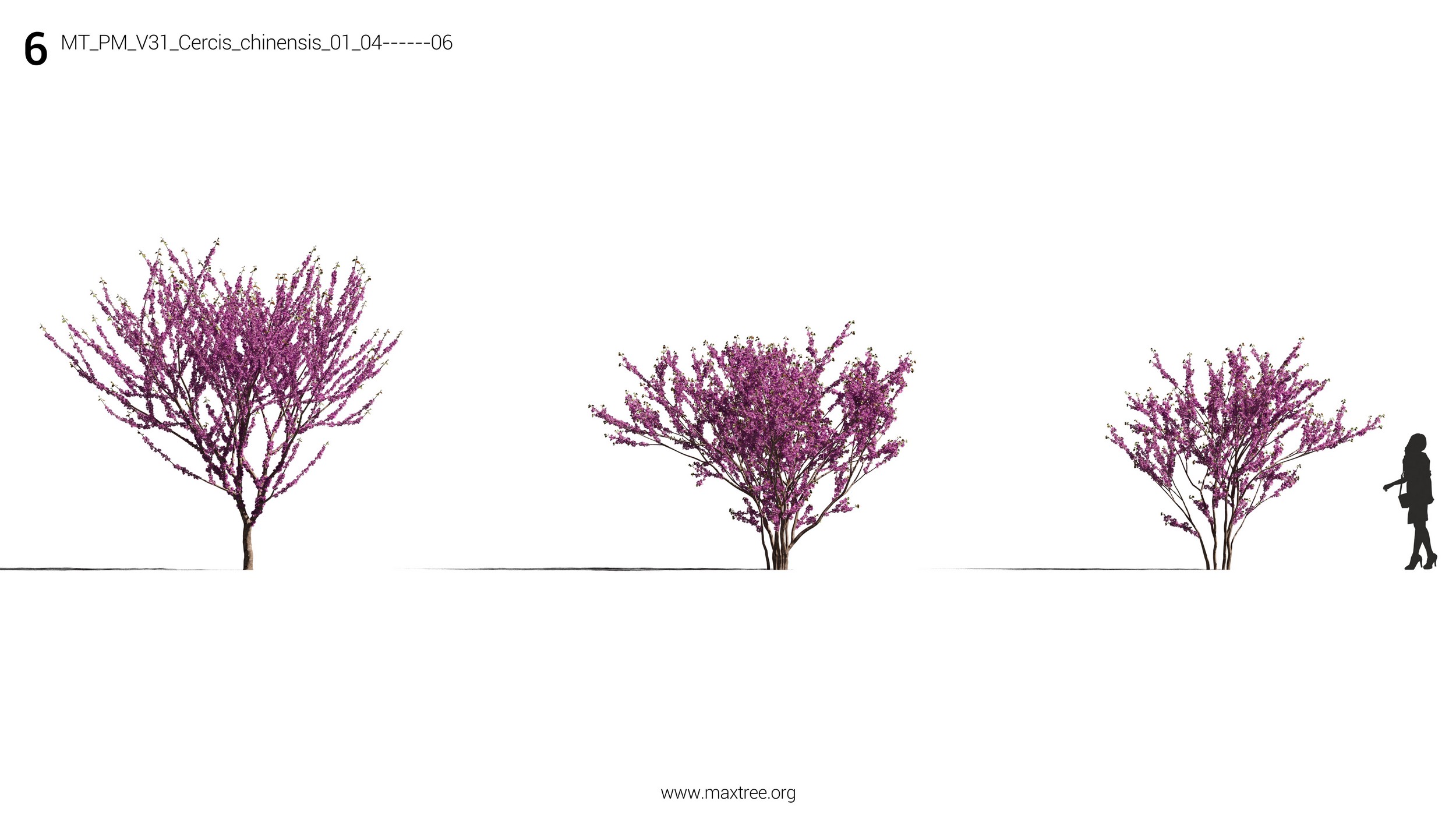 دانلود مدل سه بعدی درخت و درختچه - 9