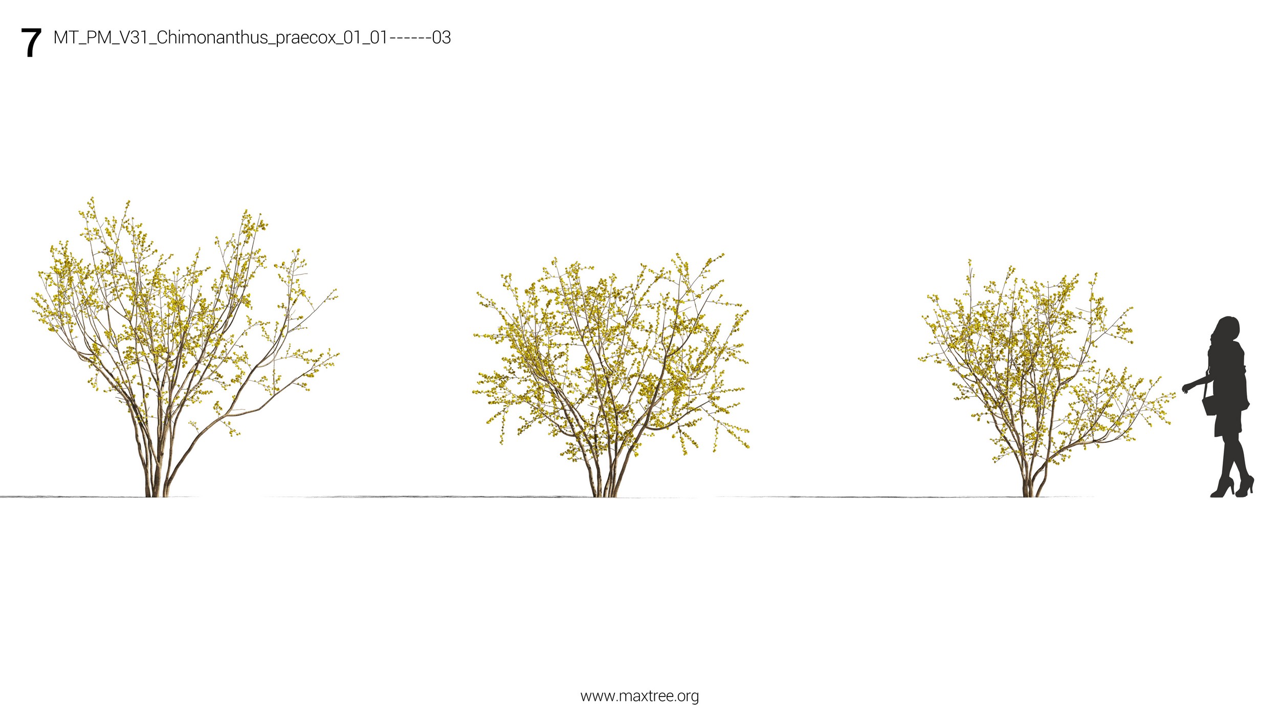 دانلود مدل سه بعدی درخت و درختچه - 11