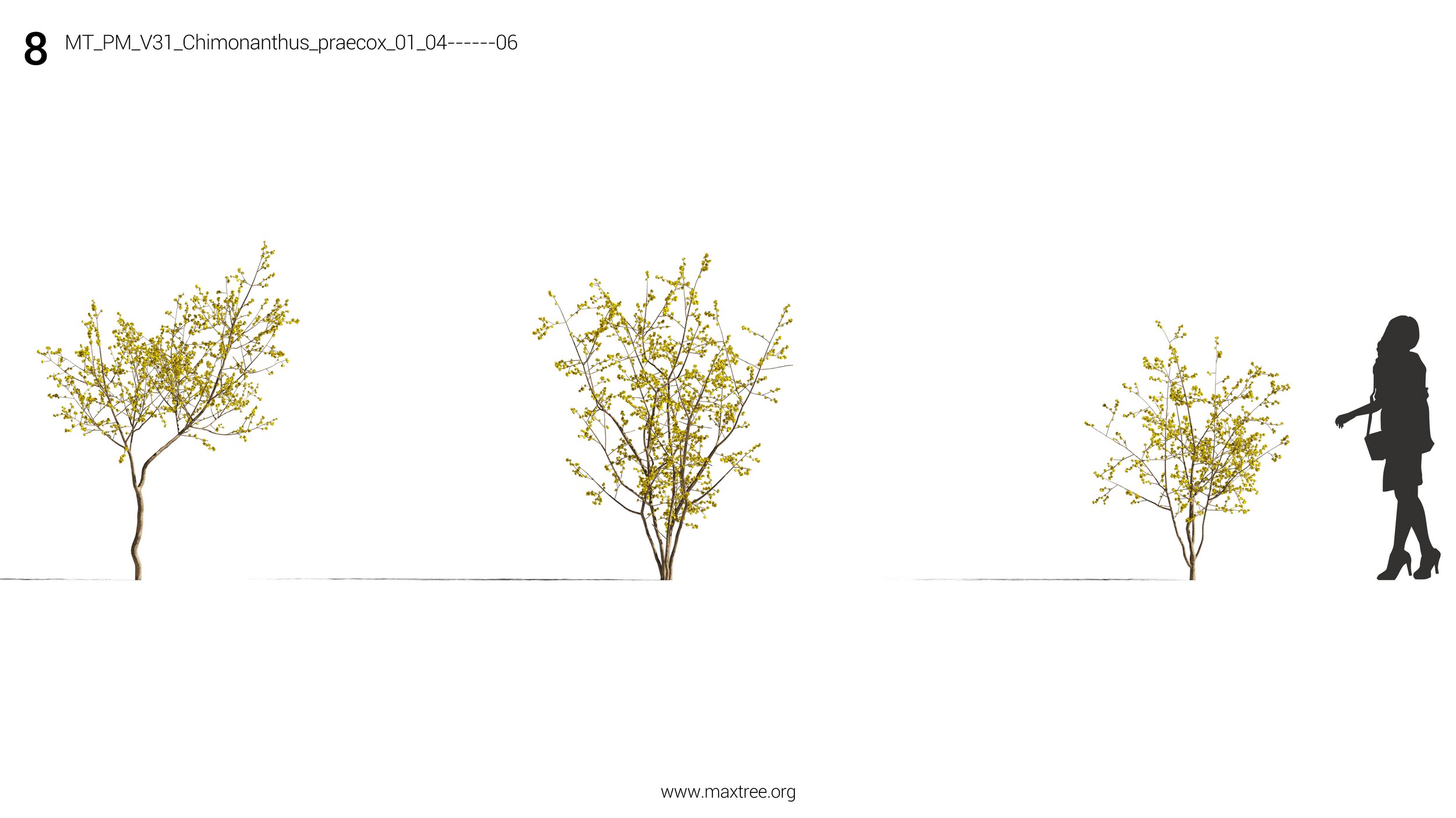 دانلود مدل سه بعدی درخت و درختچه - 13