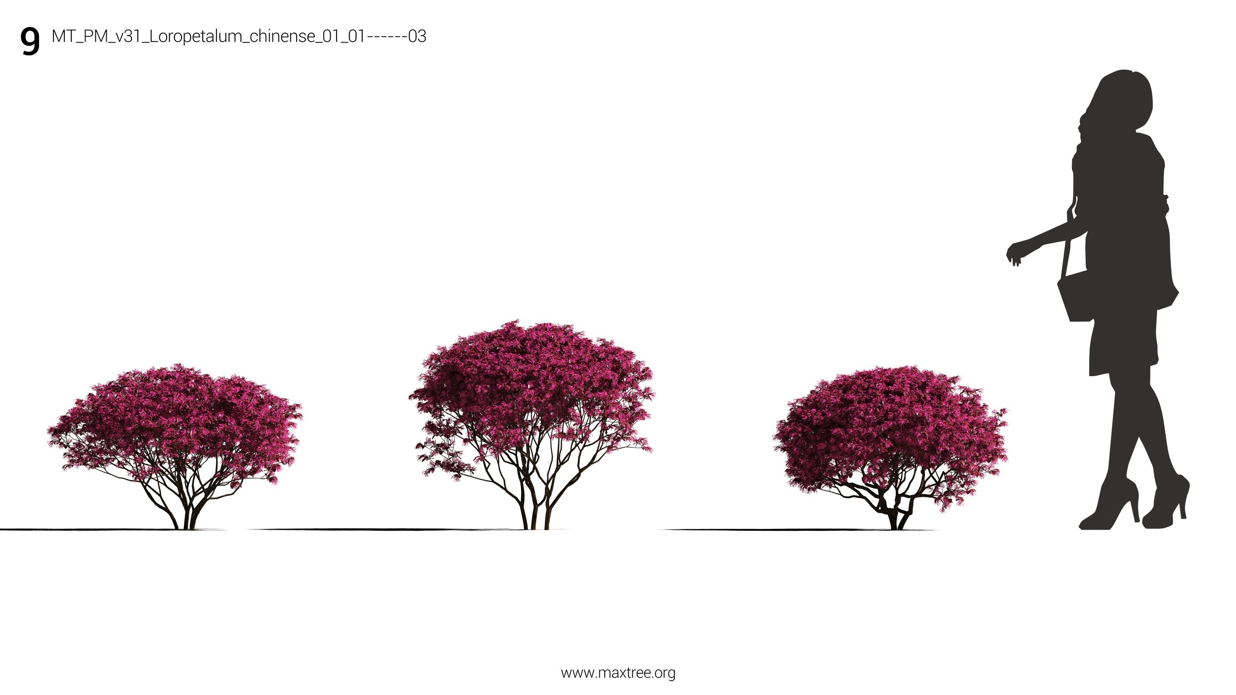 دانلود مدل سه بعدی درخت و درختچه - 15