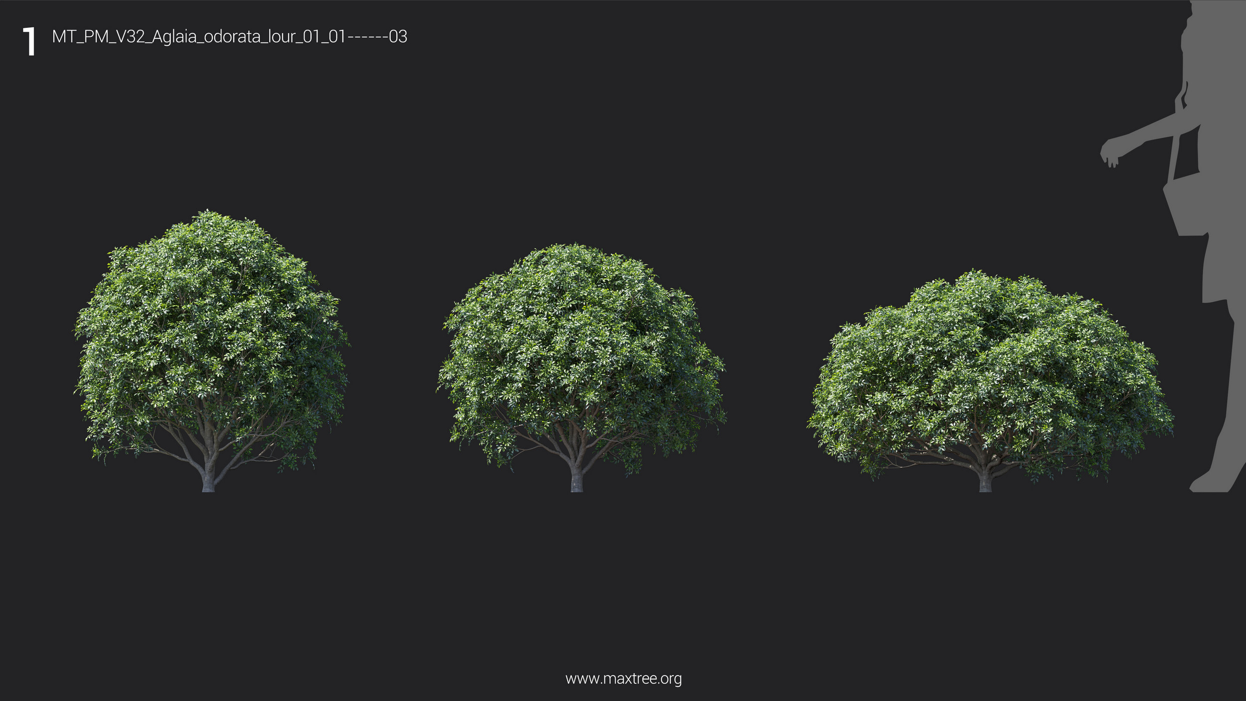 مدل سه بعدی درخت و درختچه