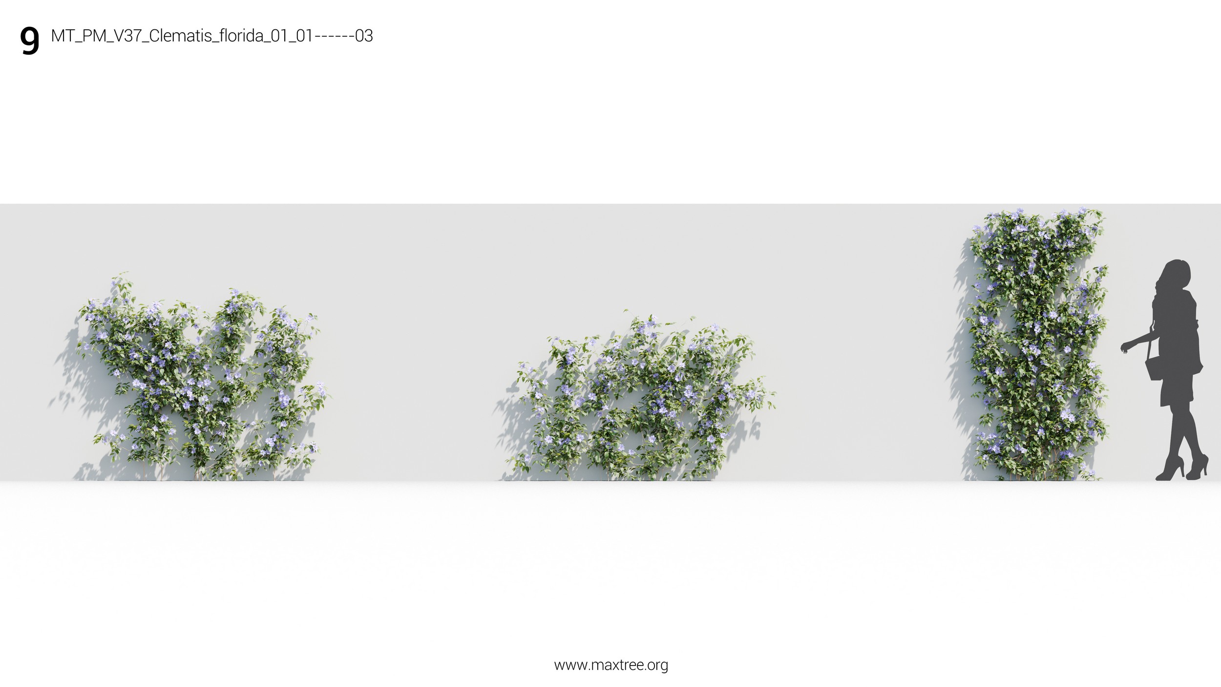 آبجکت گل و گیاه زینتی - 16