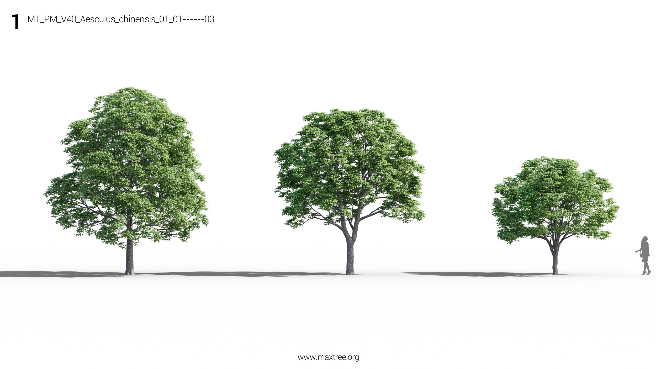 مدل سه بعدی درخت و بوته