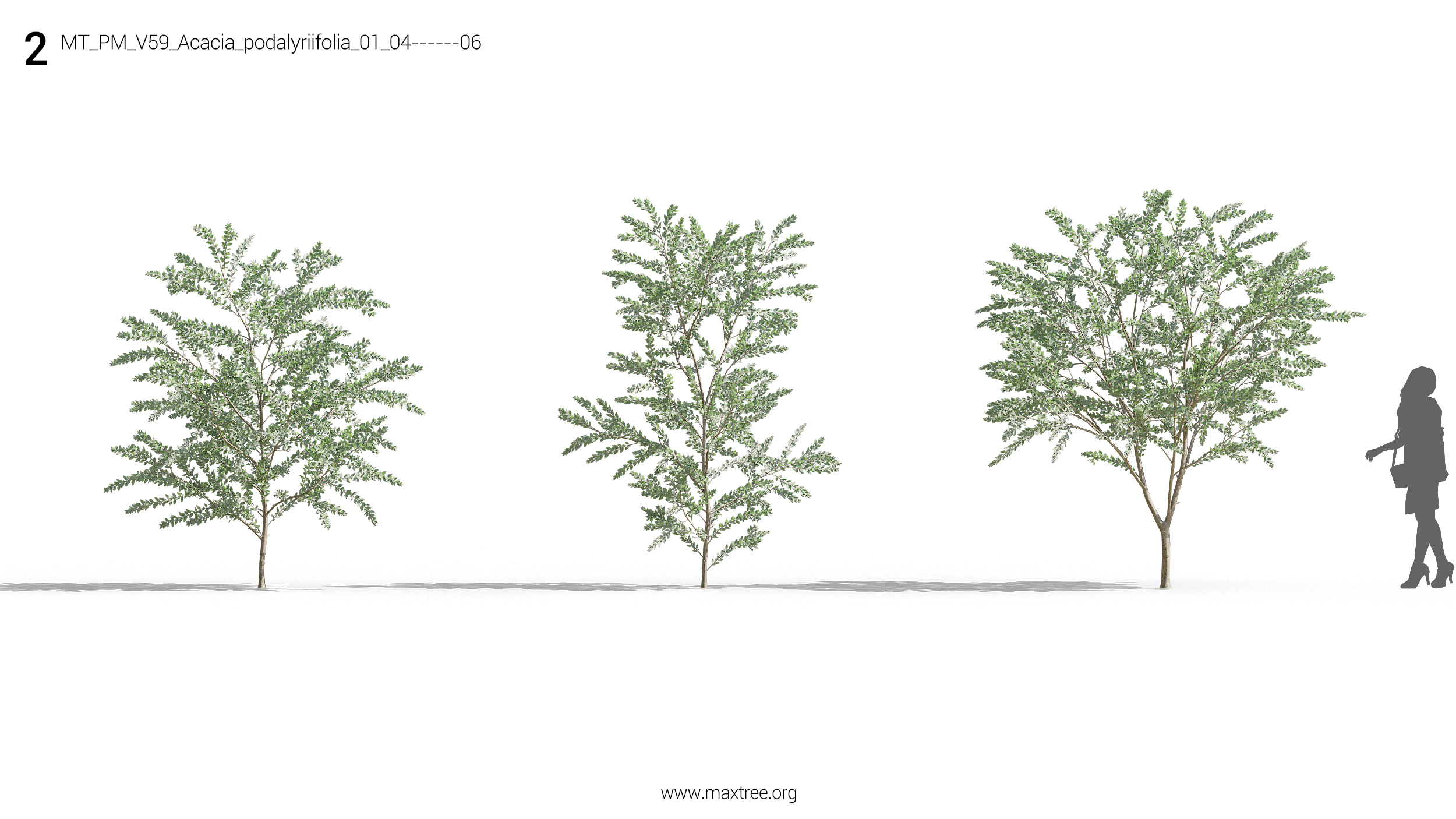 مدل سه بعدی درختچه و درخت