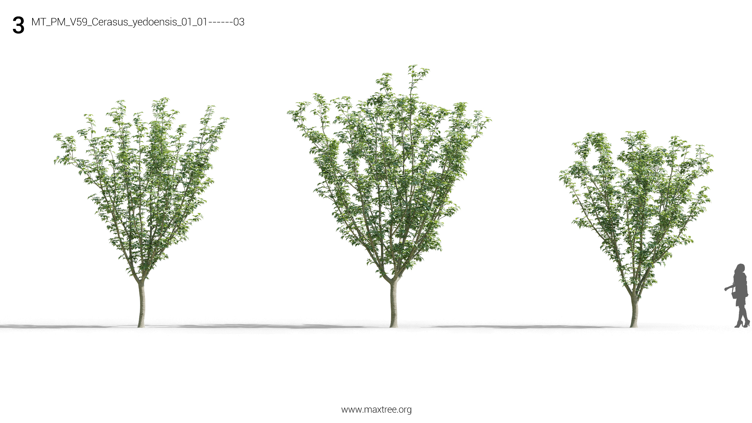 مدل سه بعدی درختچه و درخت - 4