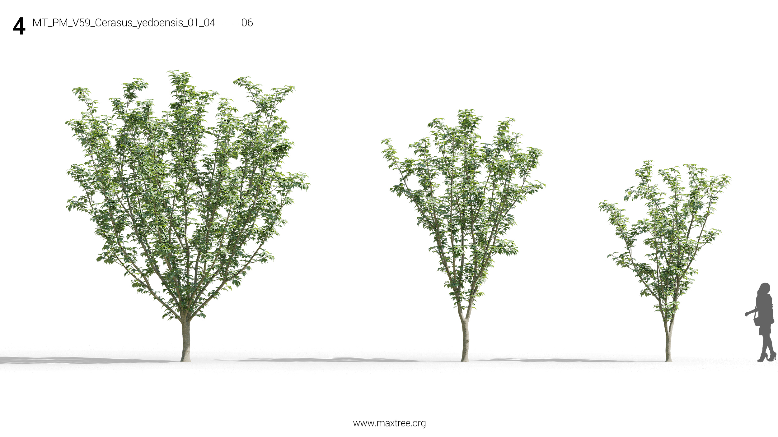 مدل سه بعدی درختچه و درخت - 6