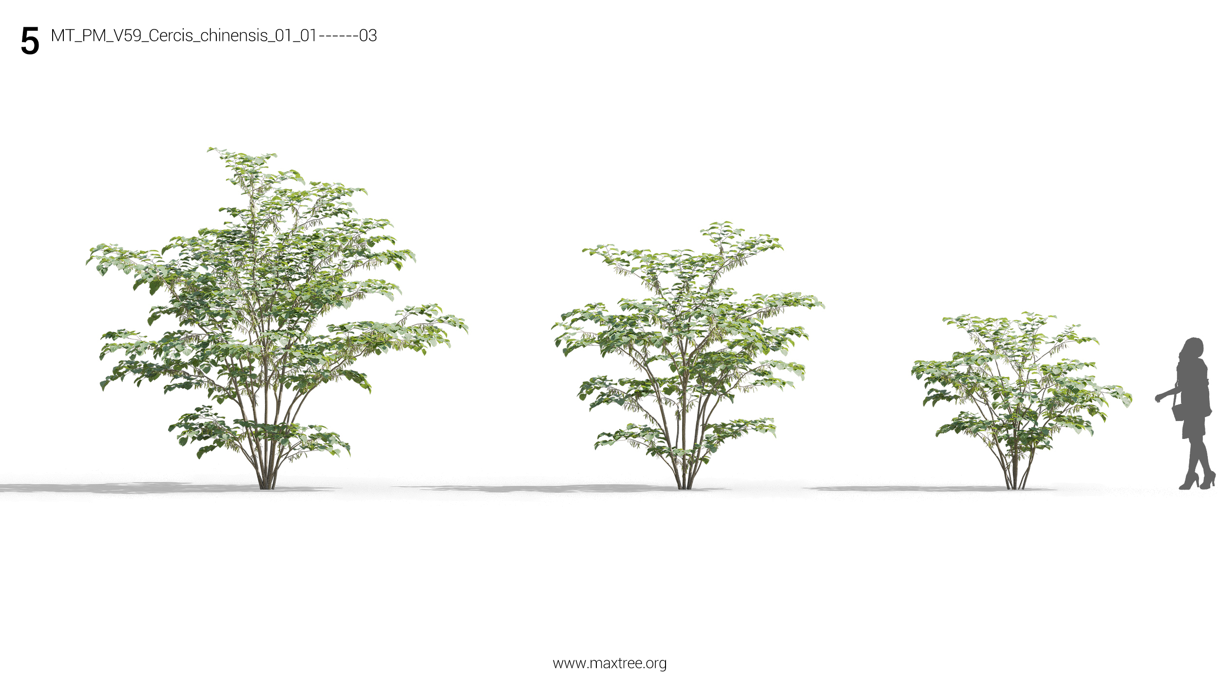 مدل سه بعدی درختچه و درخت - 8