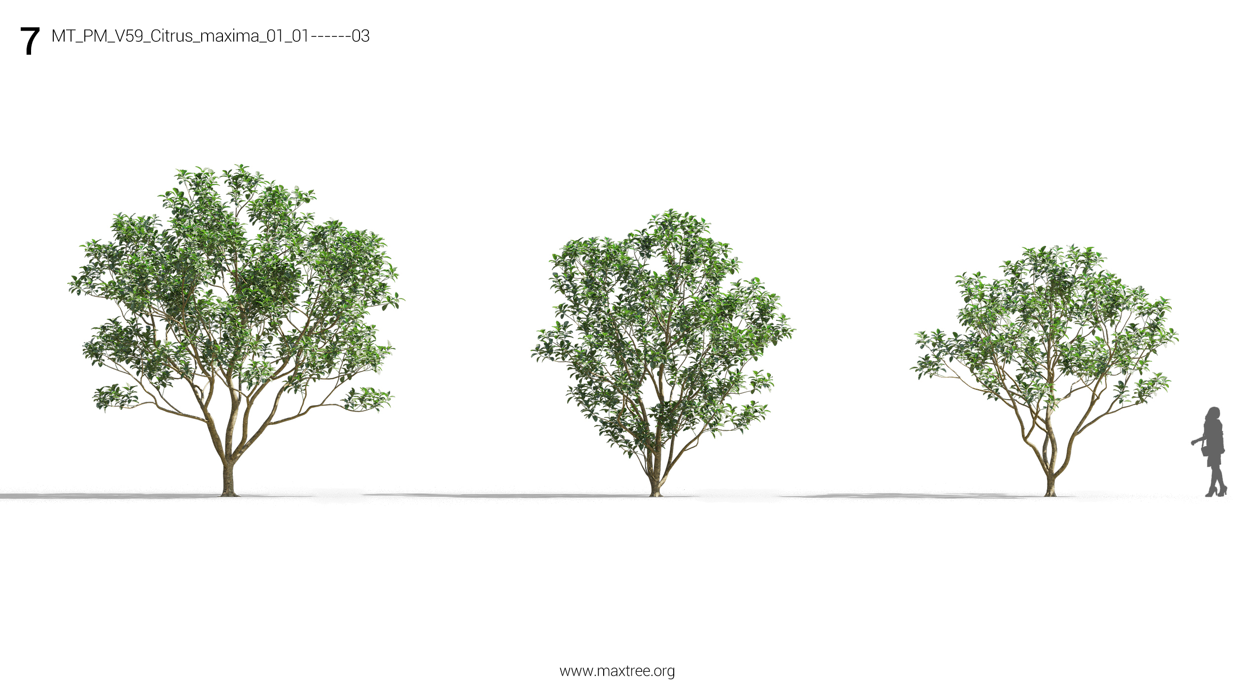 مدل سه بعدی درختچه و درخت - 12