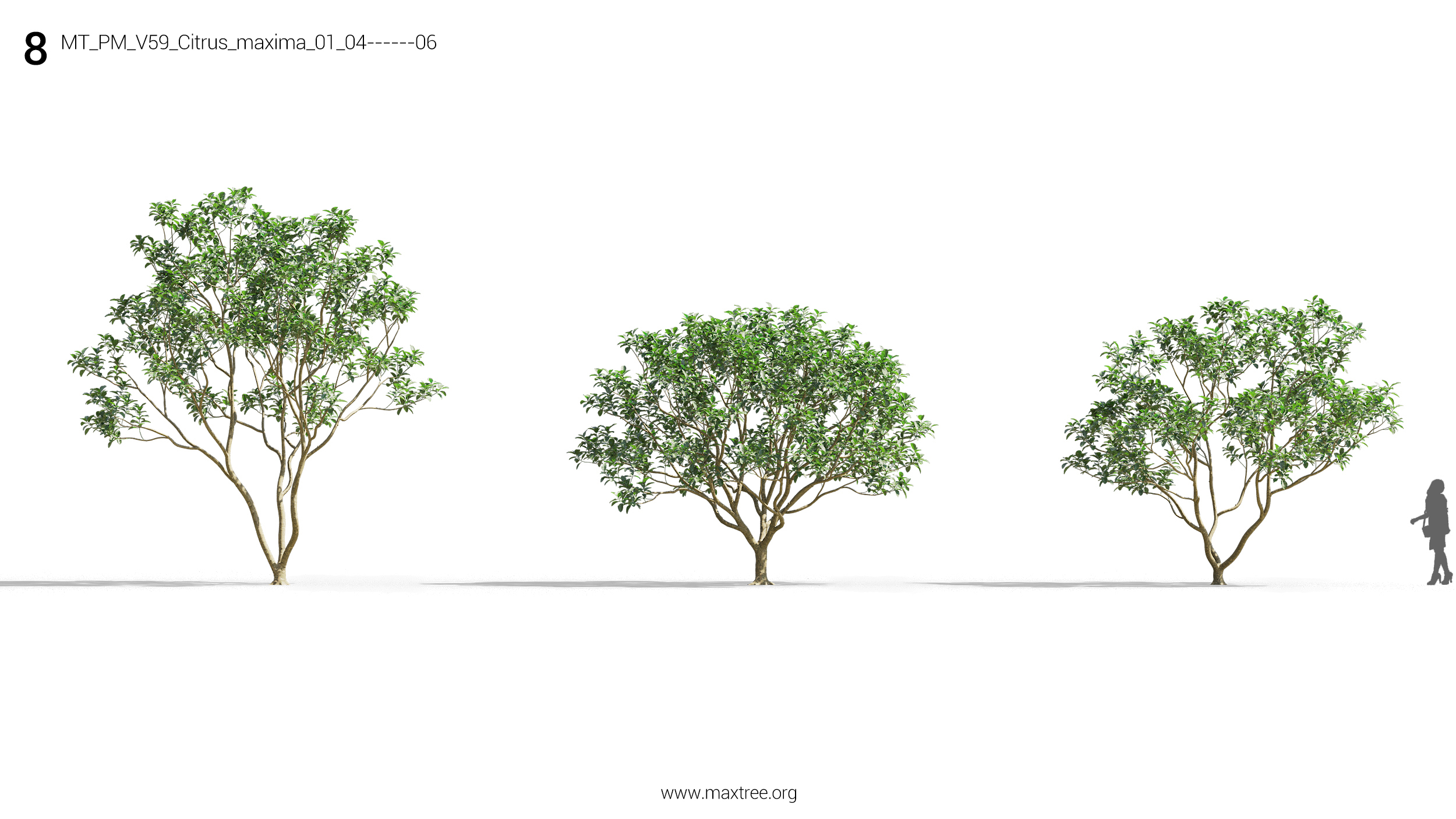 مدل سه بعدی درختچه و درخت - 14