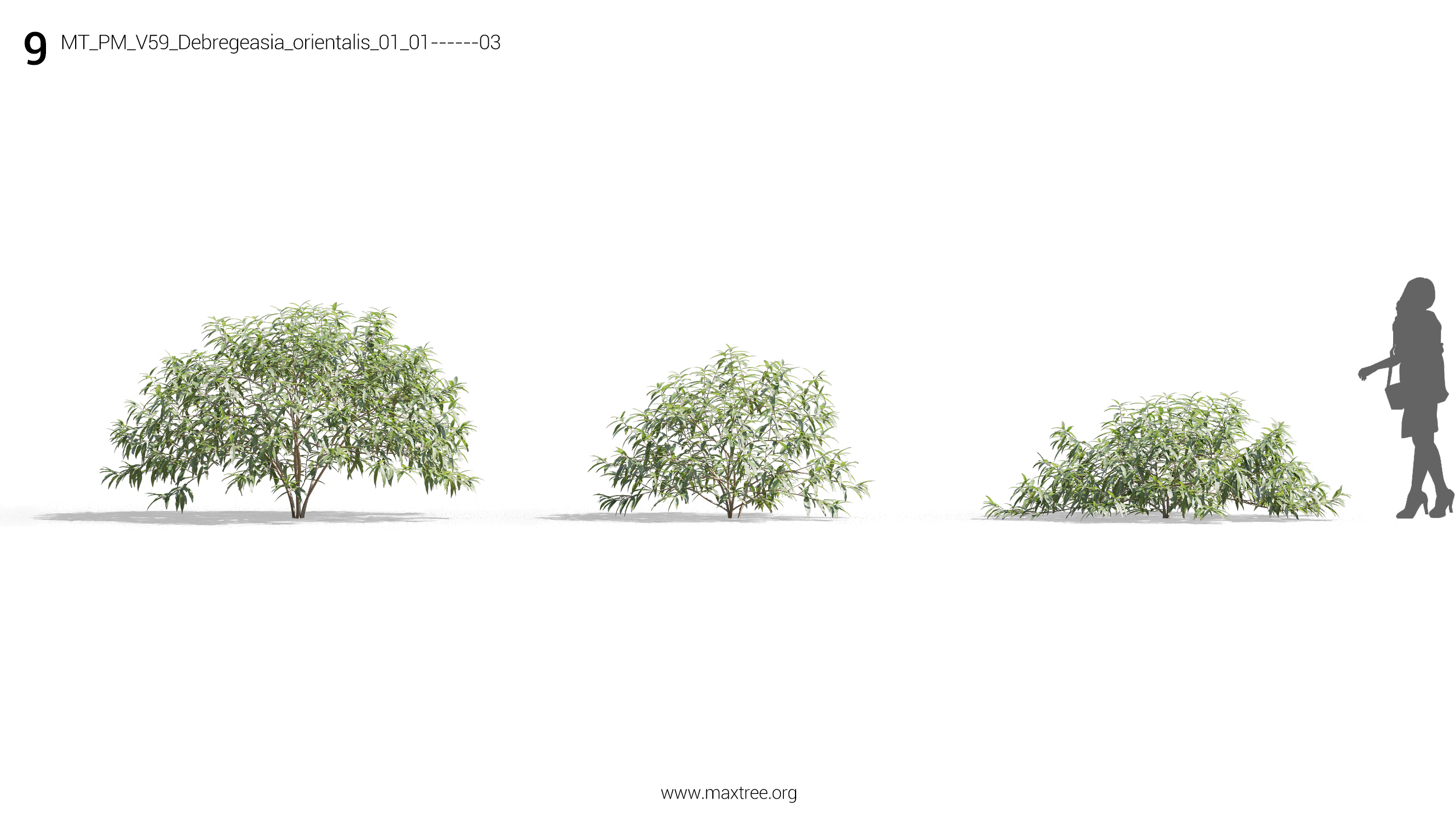 مدل سه بعدی درختچه و درخت - 16