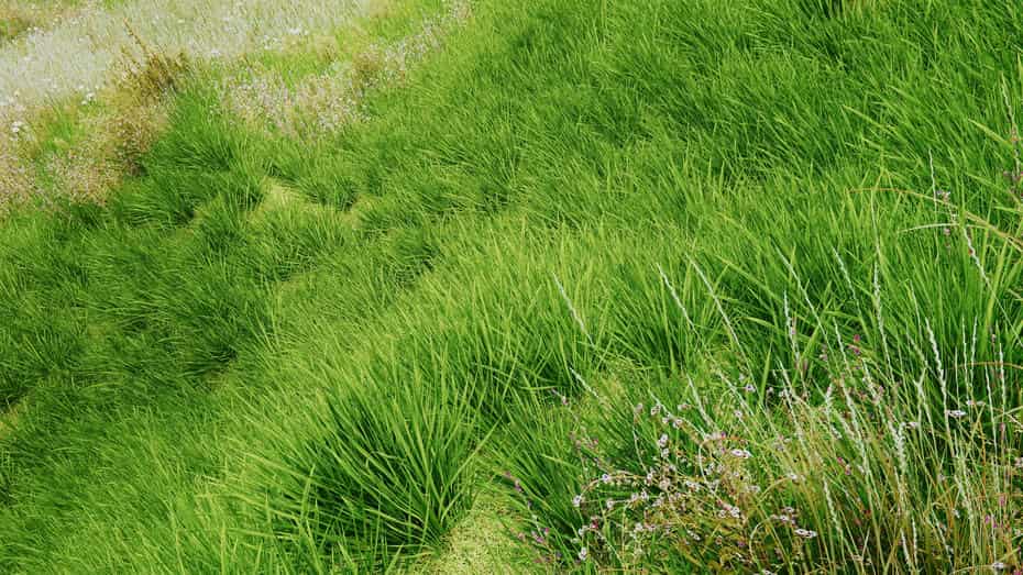 چمنزار برای یونیتی - 25