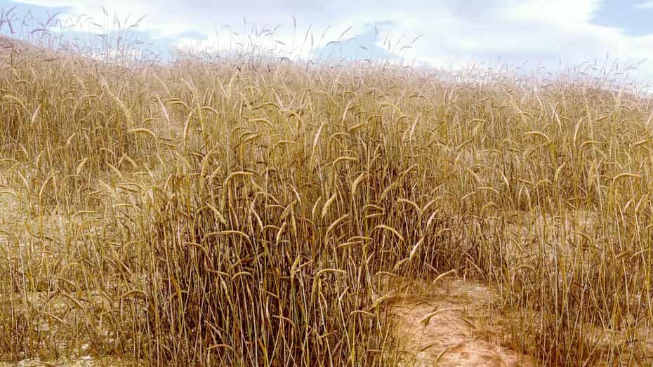 چمنزار برای یونیتی - 51