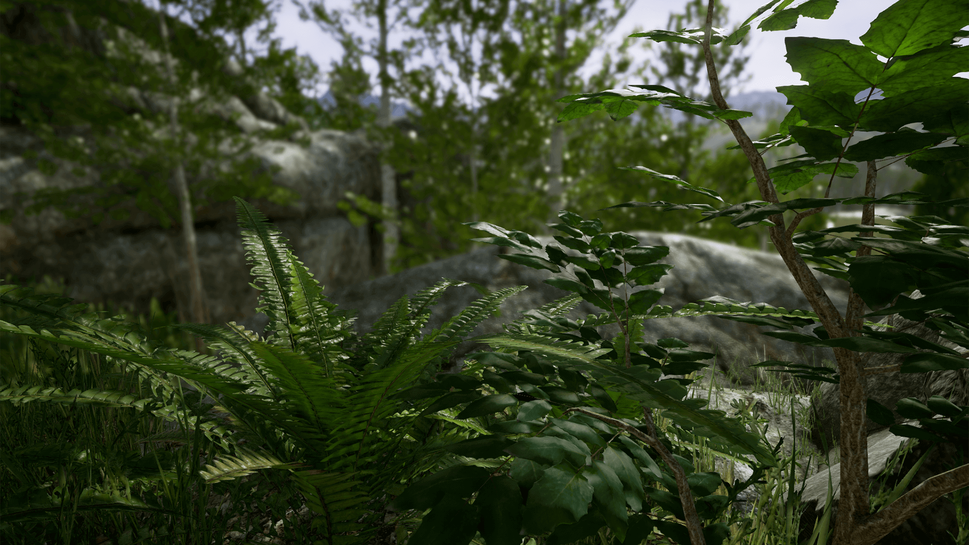 جنگل صنوبر اسکن شده برای آنریل انجین - 21