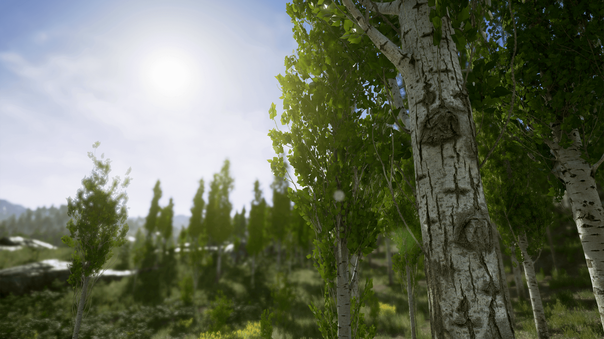جنگل صنوبر اسکن شده برای آنریل انجین - 23