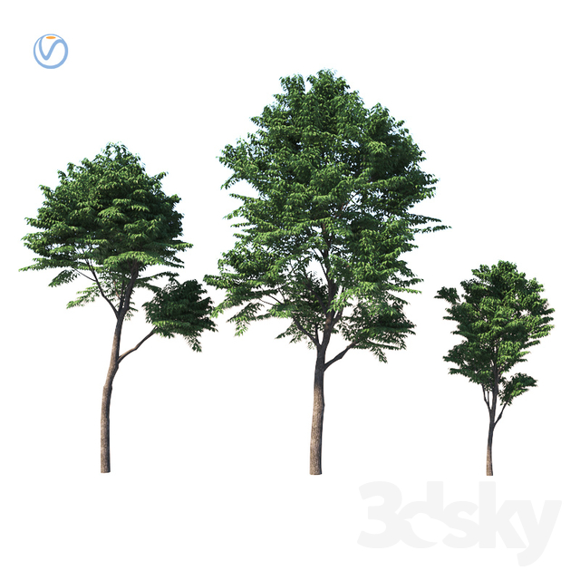 دانلود 60 مدل سه بعدی درخت - 14