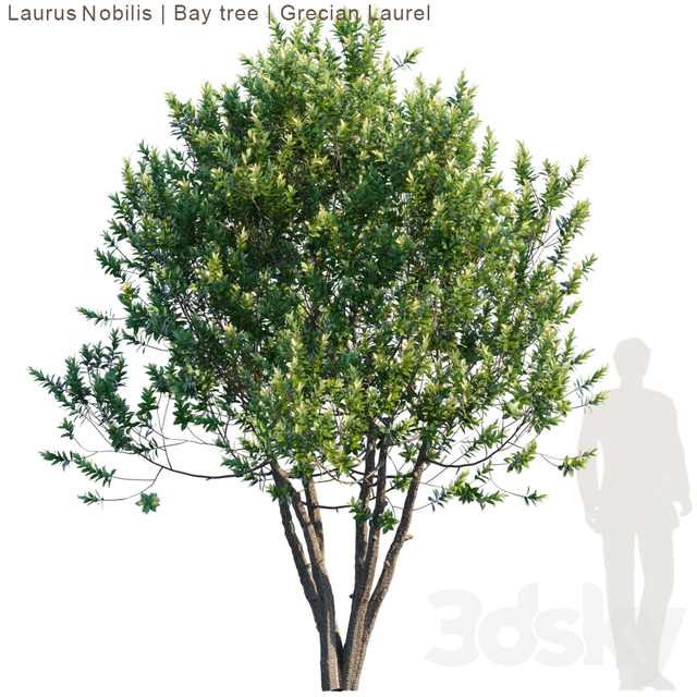 دانلود 53 مدل سه بعدی درخت
