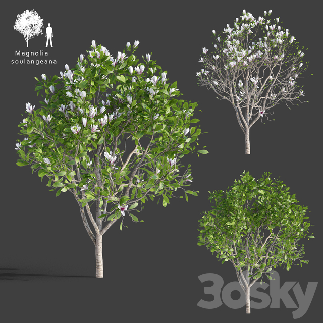 دانلود 53 مدل سه بعدی درخت - 8