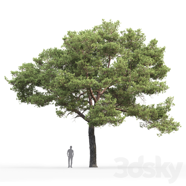 دانلود 53 مدل سه بعدی درخت - 10